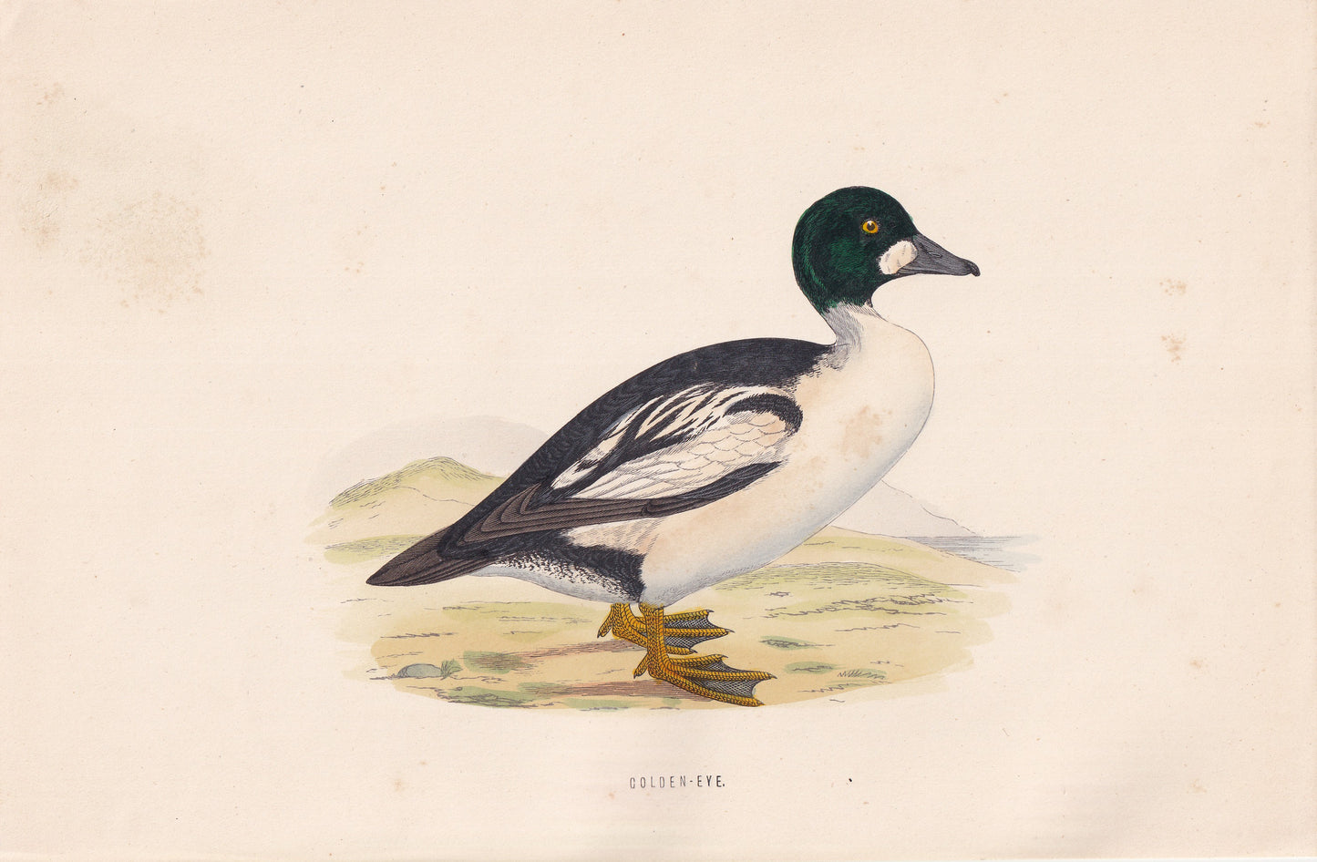 Golden-Eye - original 1870 hand coloured antique bird print by Alexander Francis Lydon, engraved by Benjamin Fawcett