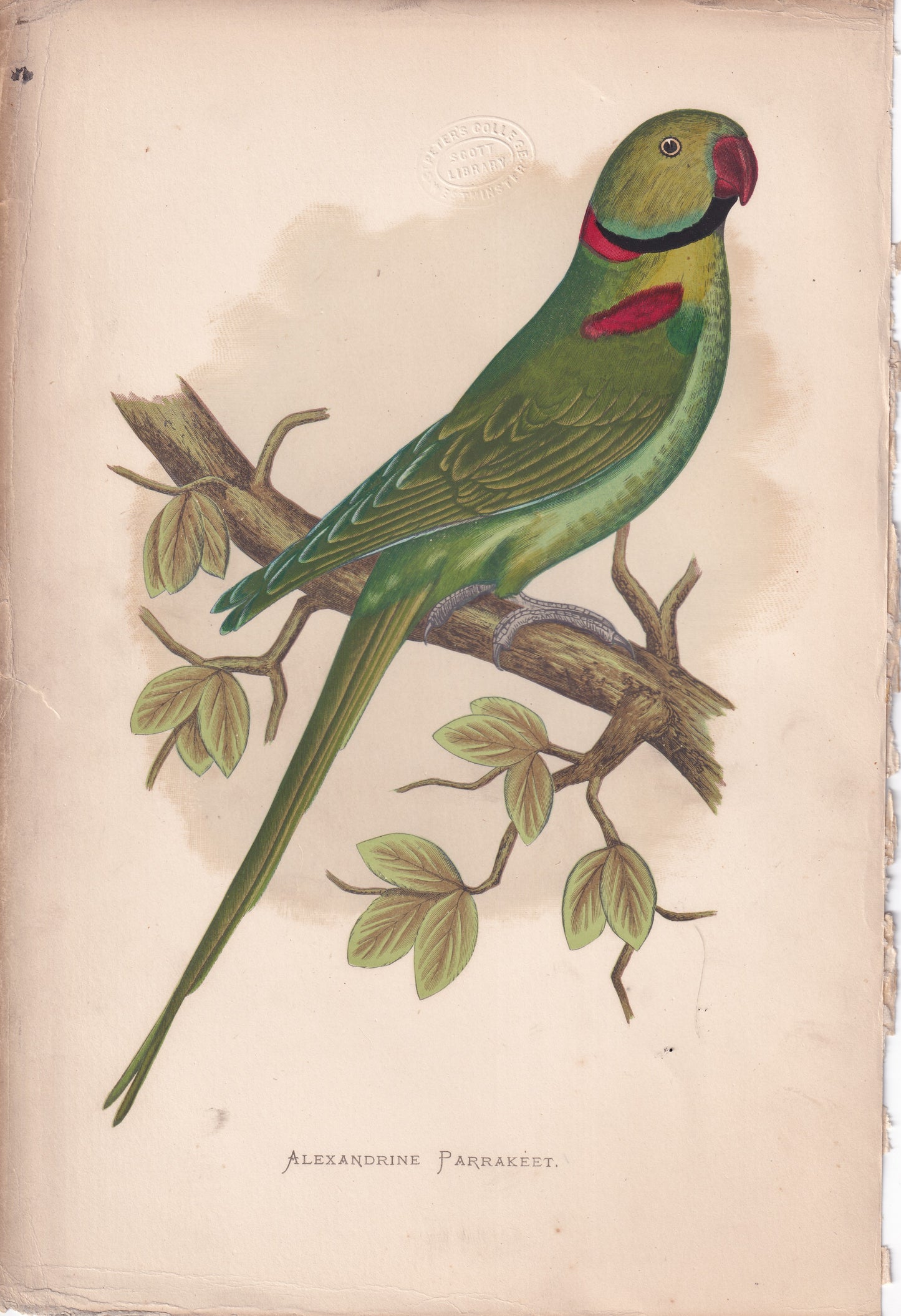 Alexandrine Parrakeet