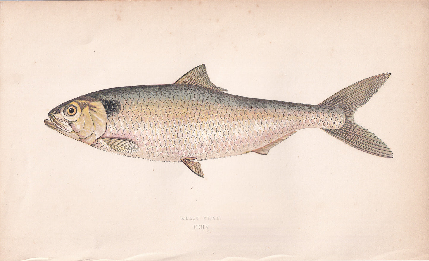 Allis Shad