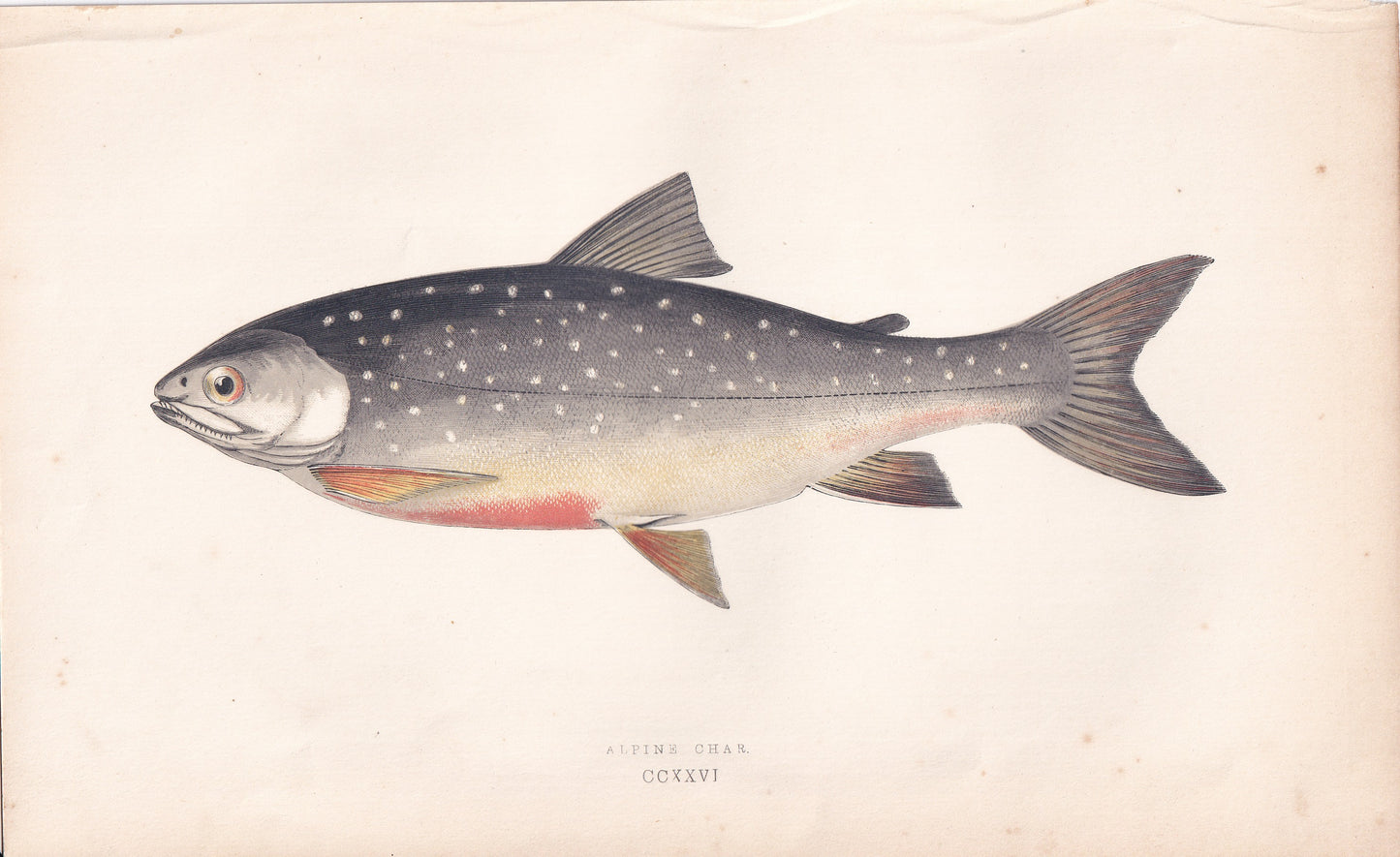 Alpine Char