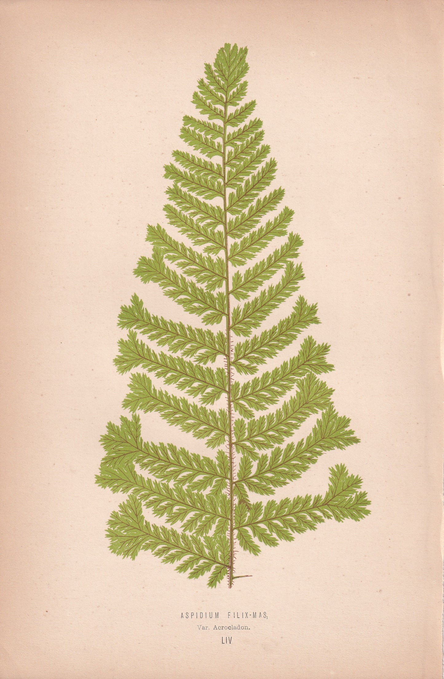 Aspidium Filix-Mas, Var Acrocladon