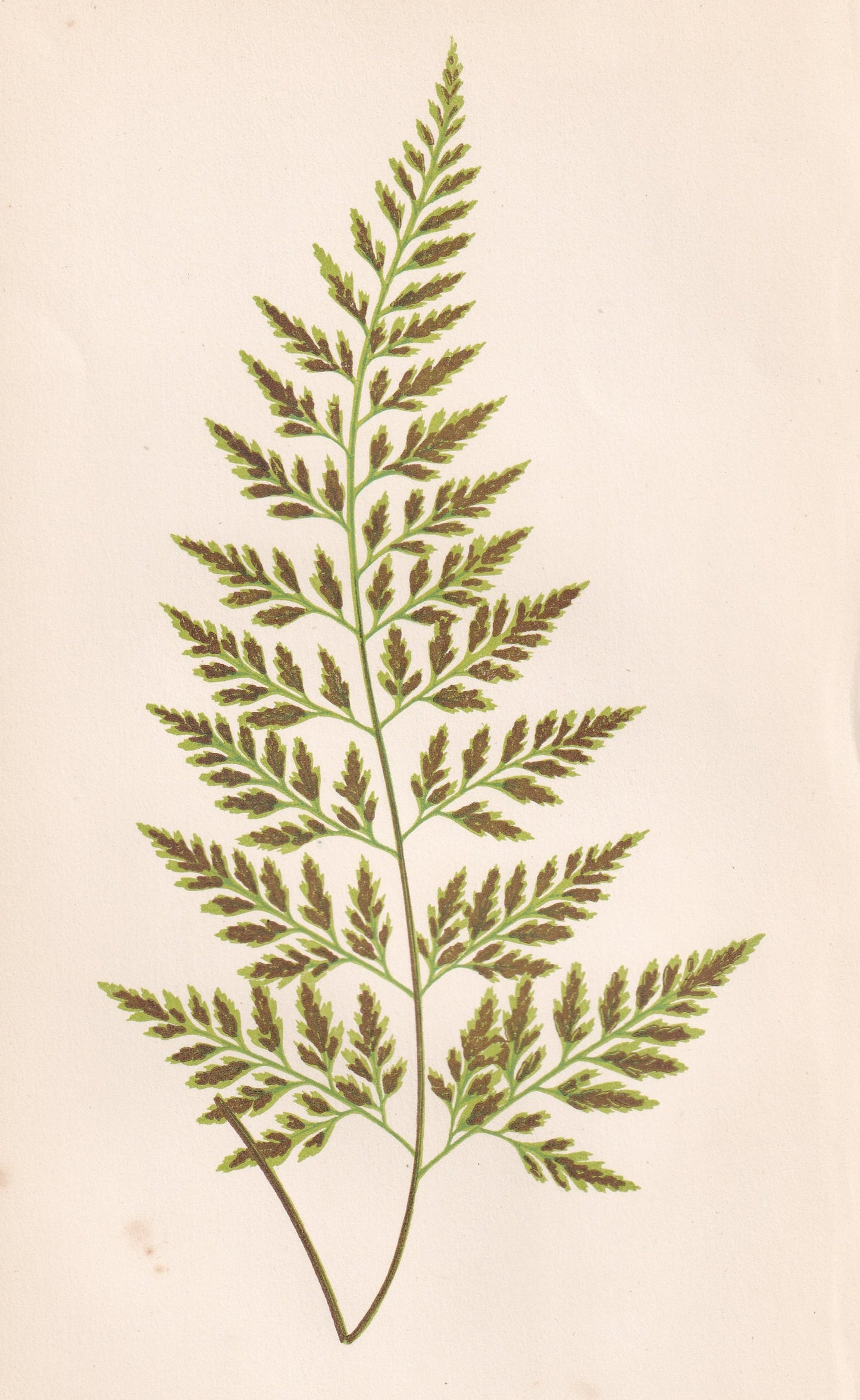 Asplenium Adiantum-Nigrum