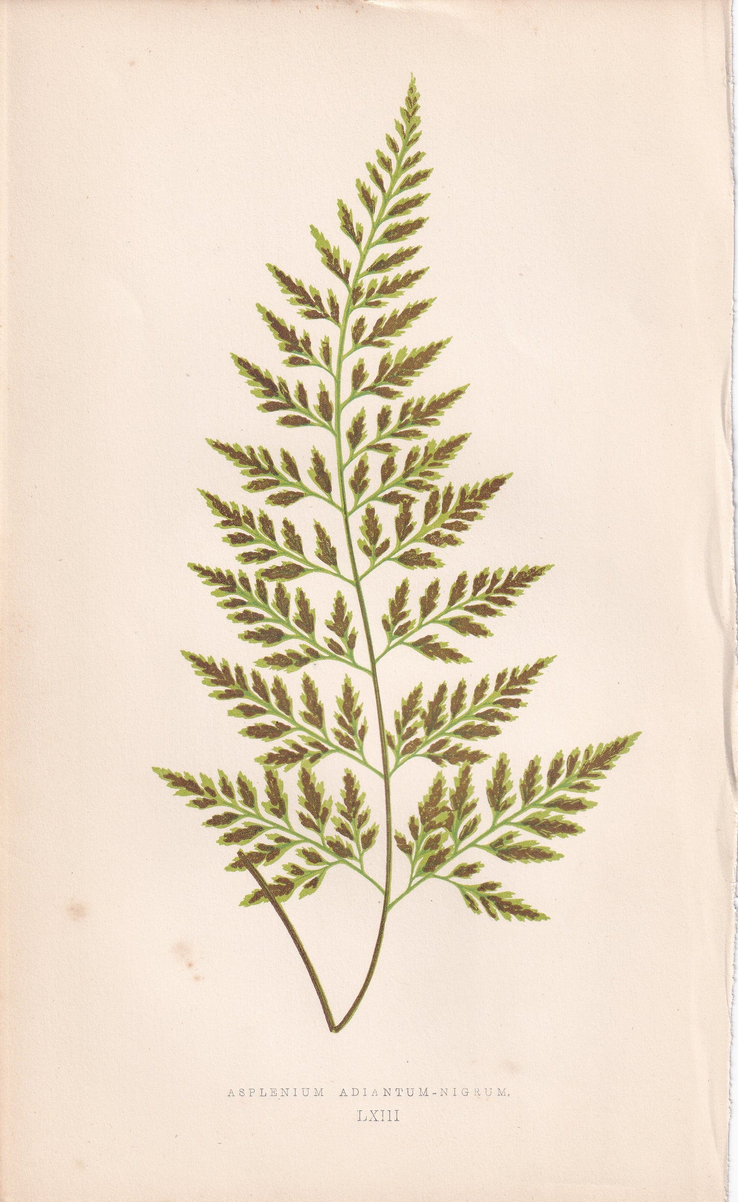 Asplenium Adiantum-Nigrum
