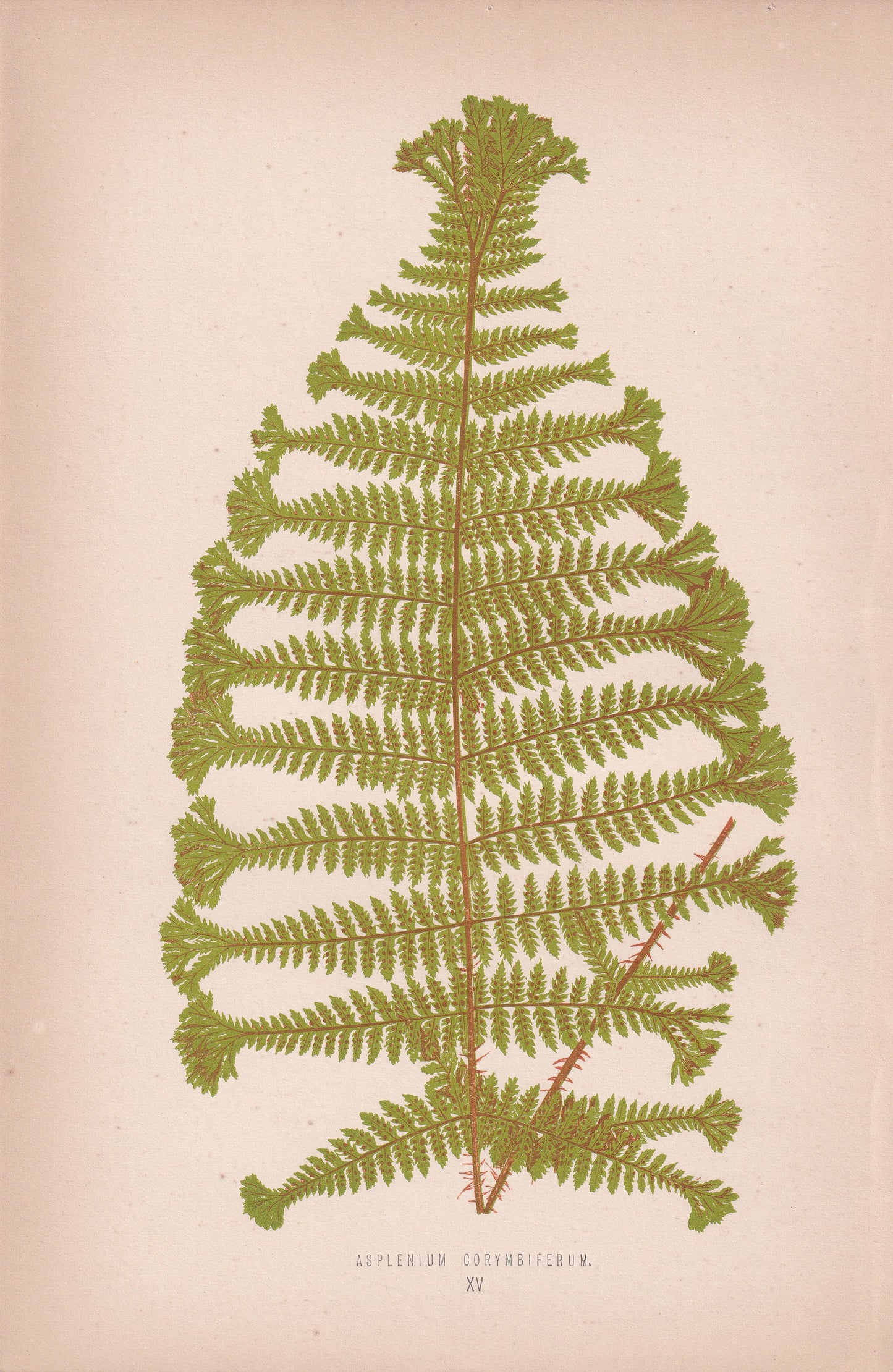 Asplenium Corymbiferum