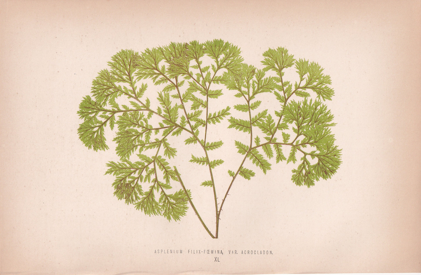 Asplenium Filix-Foemina, Acrocladon.