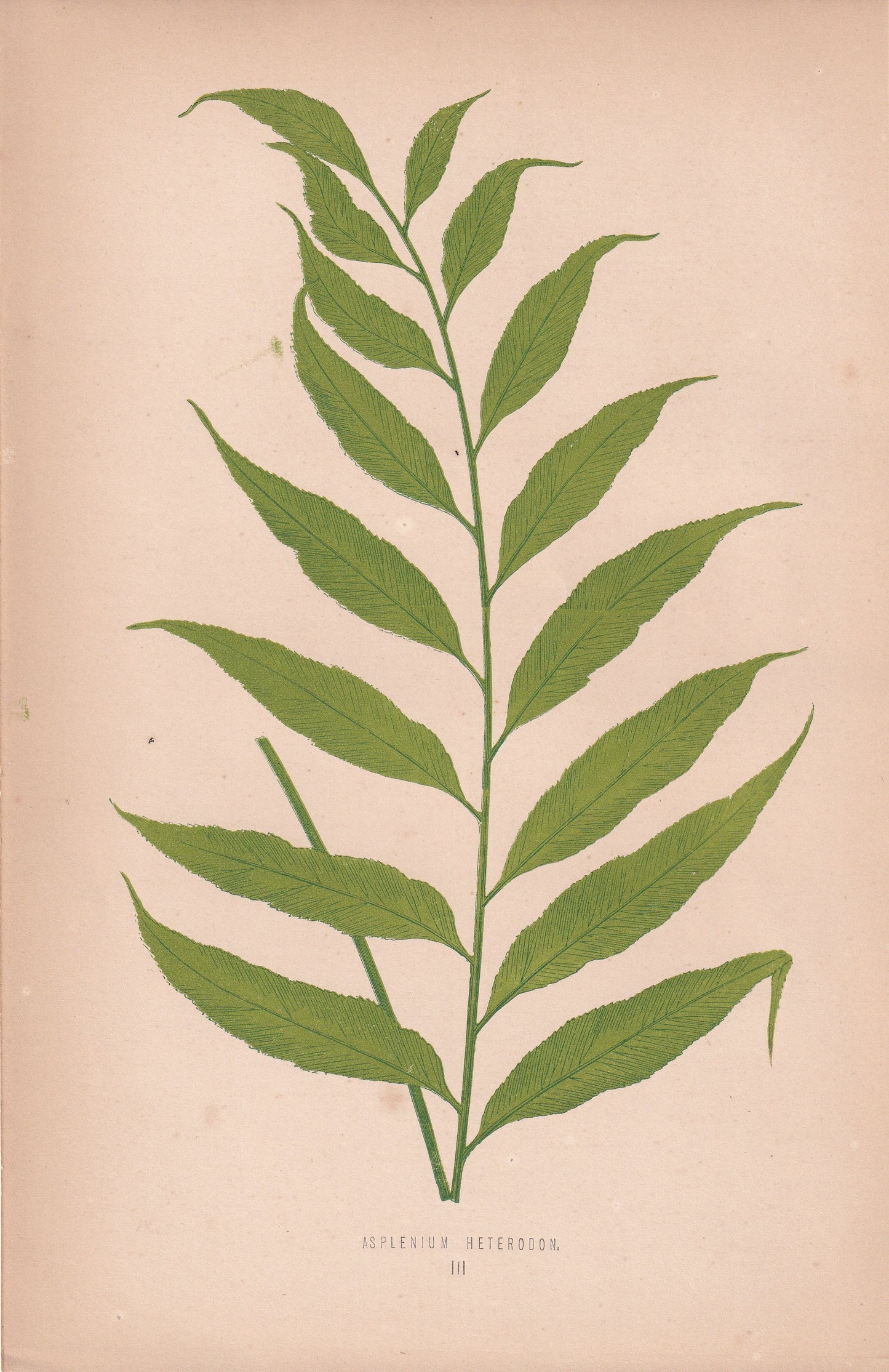 Asplenium Heterodon