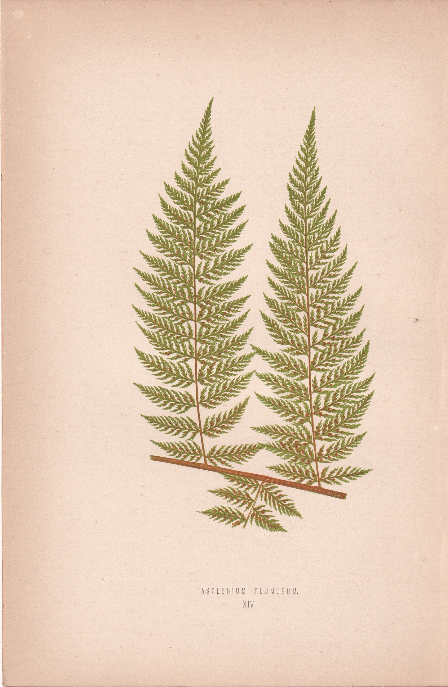Asplenium Plumosum