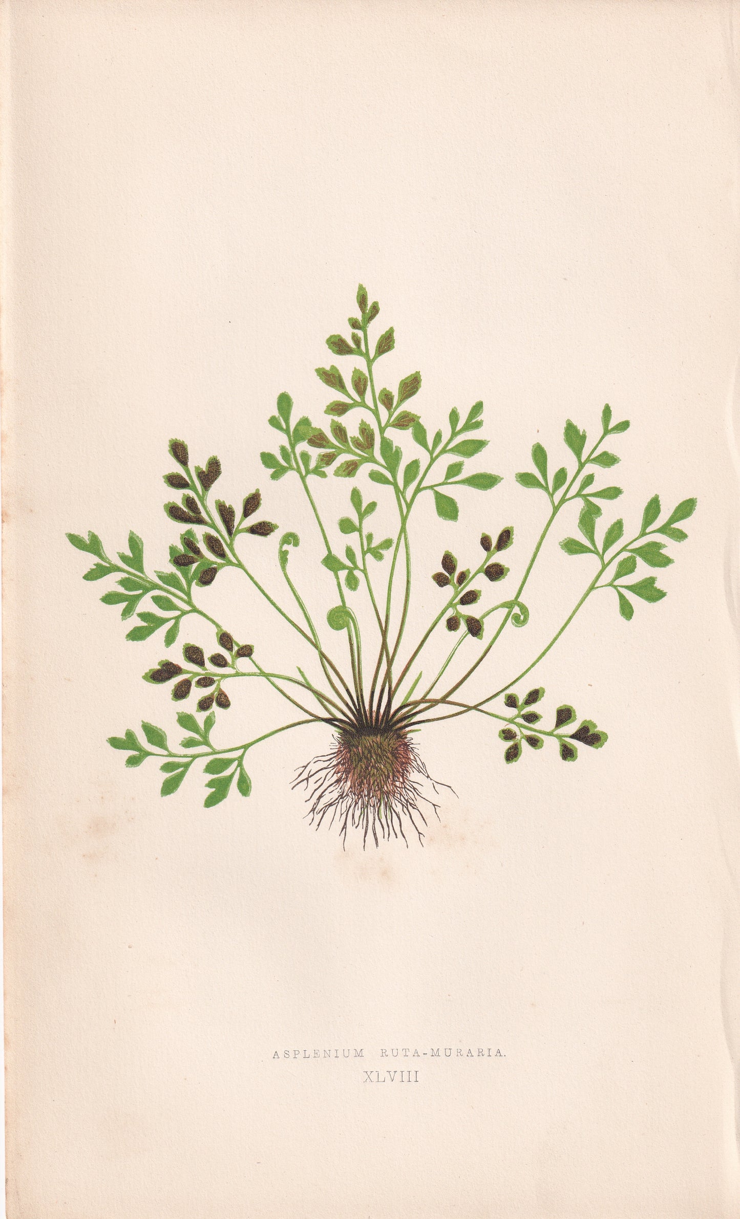 Asplenium Ruta-Muraria
