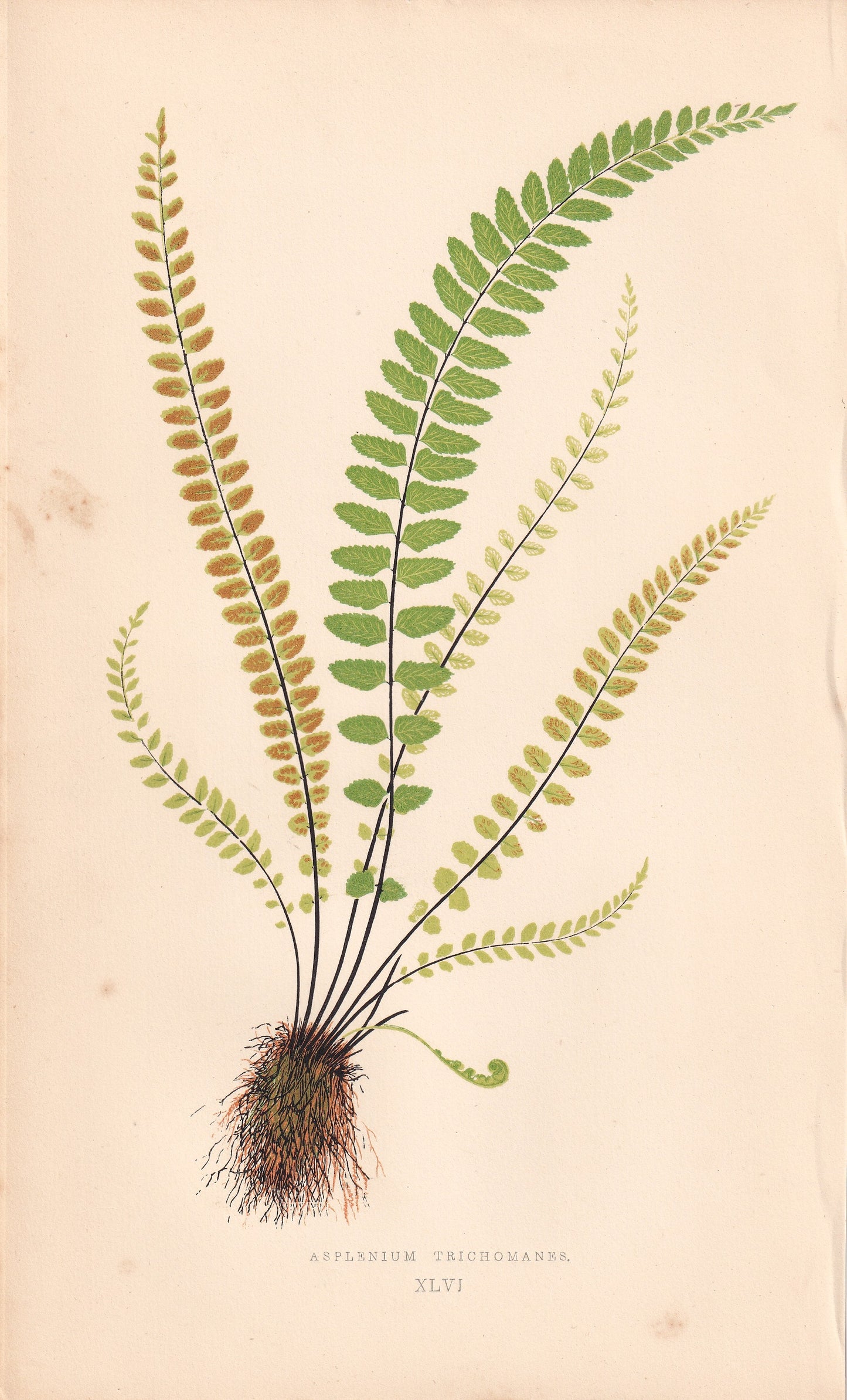 antique botanical prints
vintage botanical prints
botanical prints antique
antique flower prints
vintage flower prints
antique botanical art
vintage botanical art
antique plant prints
vintage plant prints