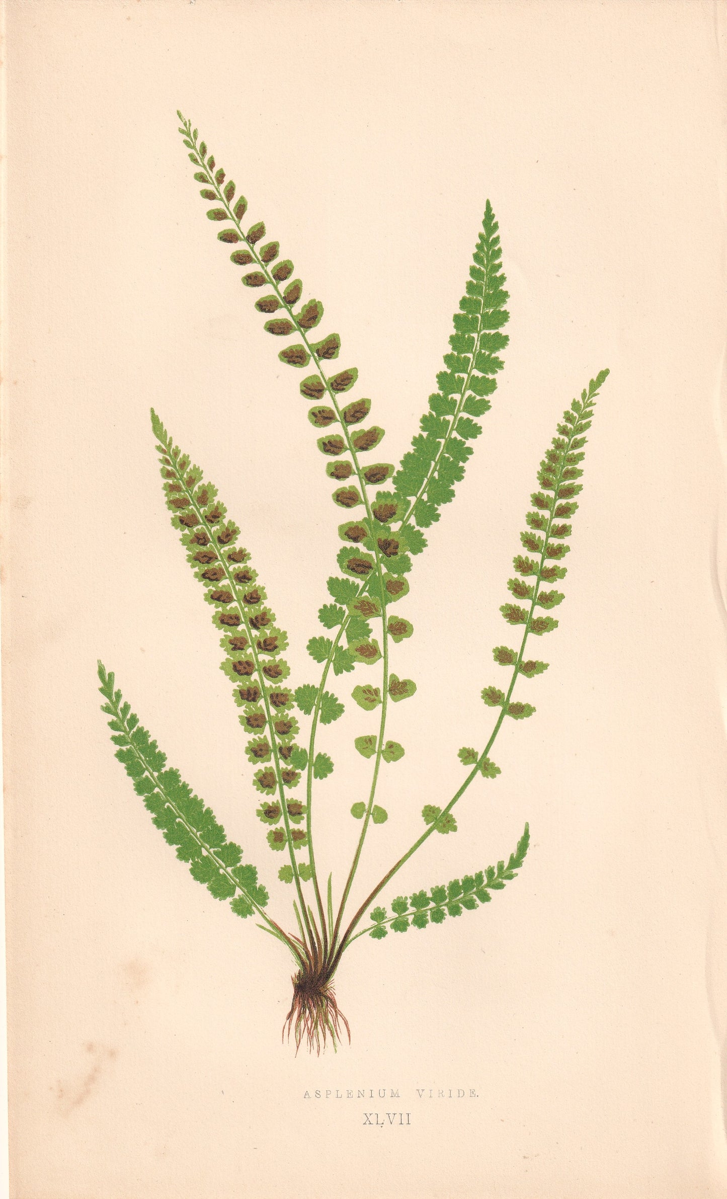 Asplenium Viride