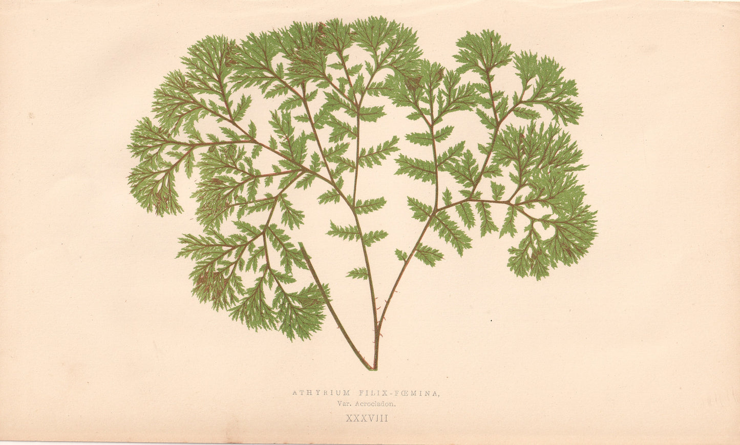 Athyrium Filix-Femina Var. Acrocladon.