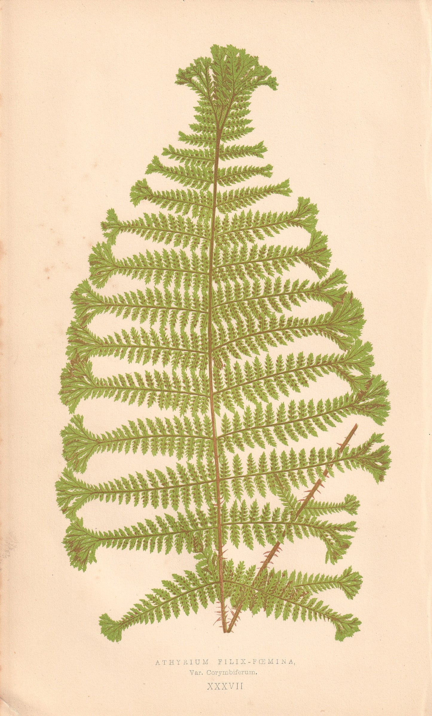 Athyrium Filix-Femina, Var. Corymbiferum.