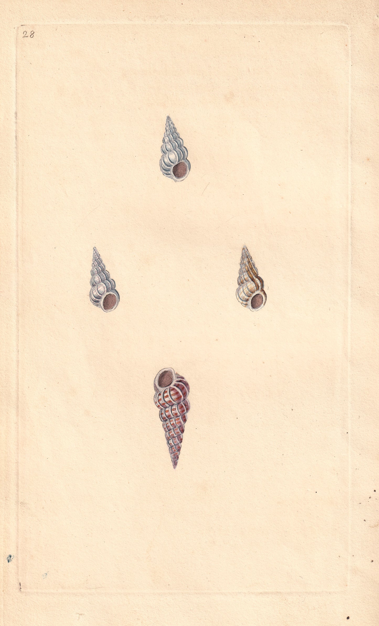 Barred or False Wentletrap