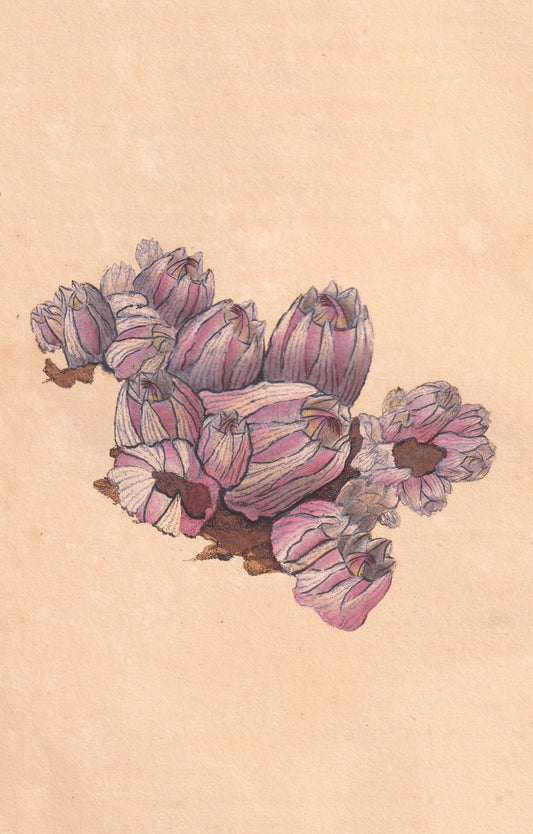 Bell Acorn Shell