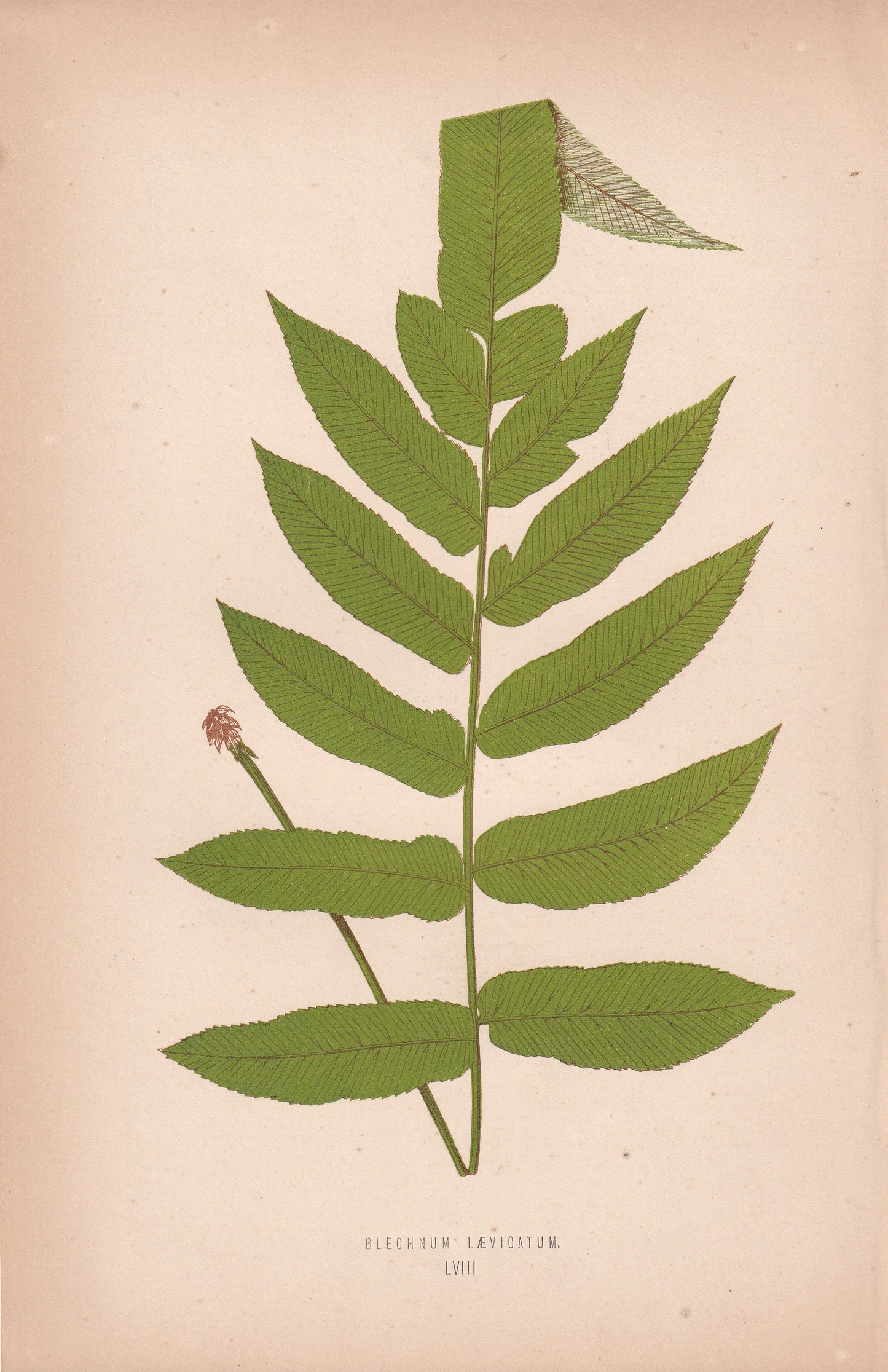 Blechnum Laevigatum