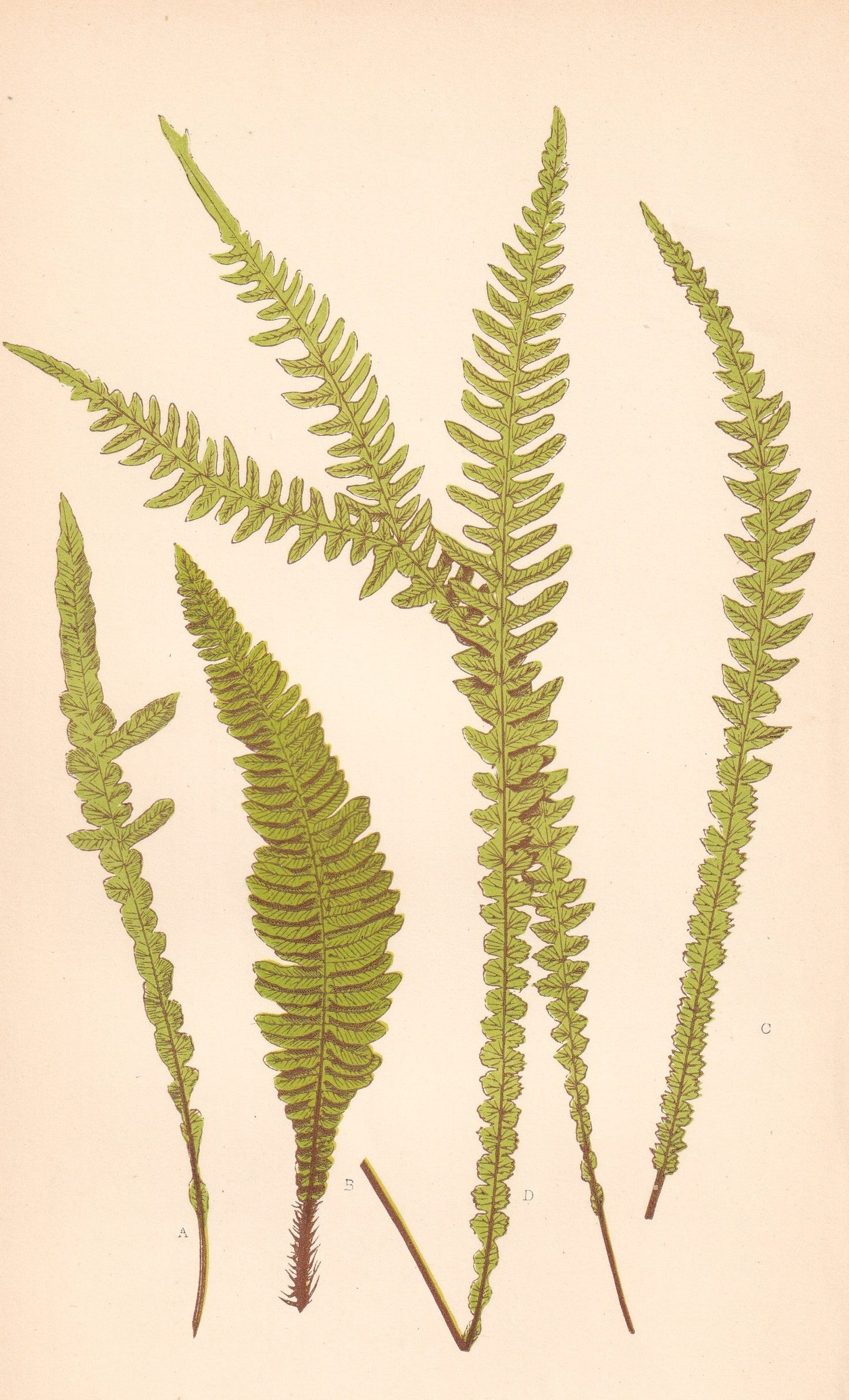 Blechnum Spicant