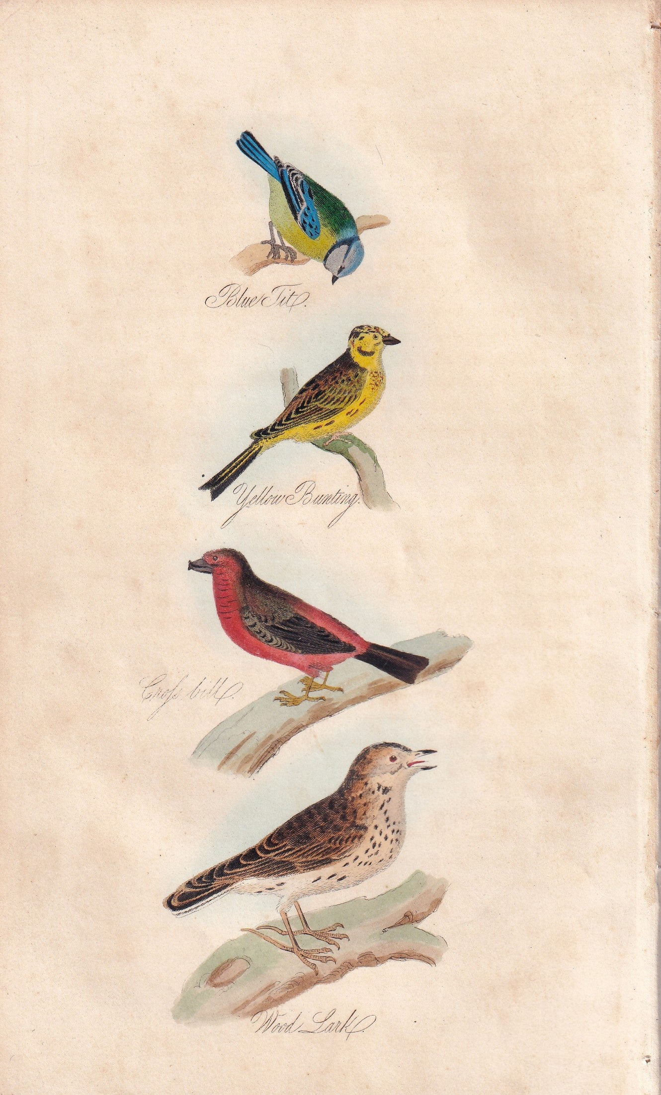 Blue Tit, Yellow Bunting, Crossbill and Wood Lark