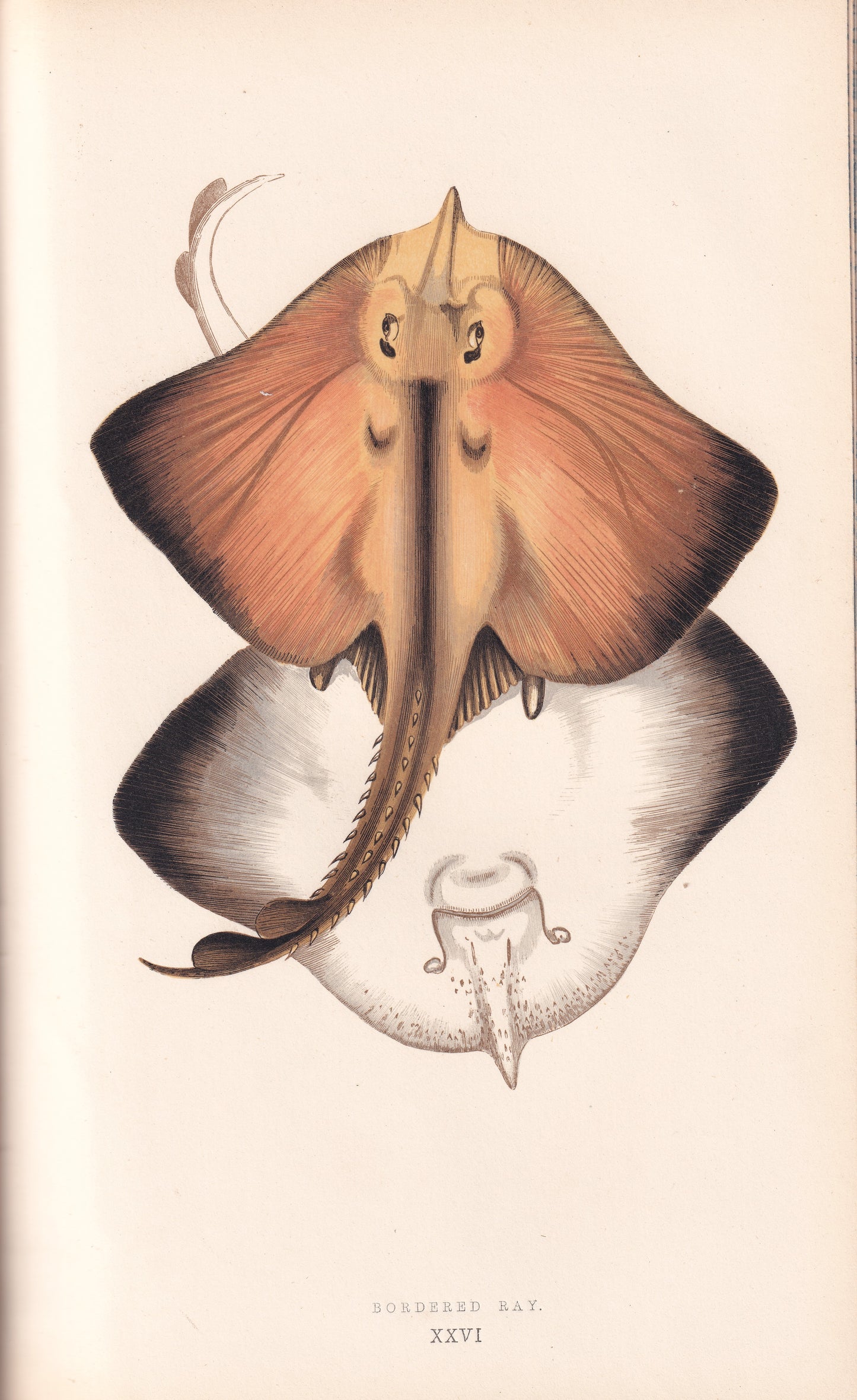Bordered Ray