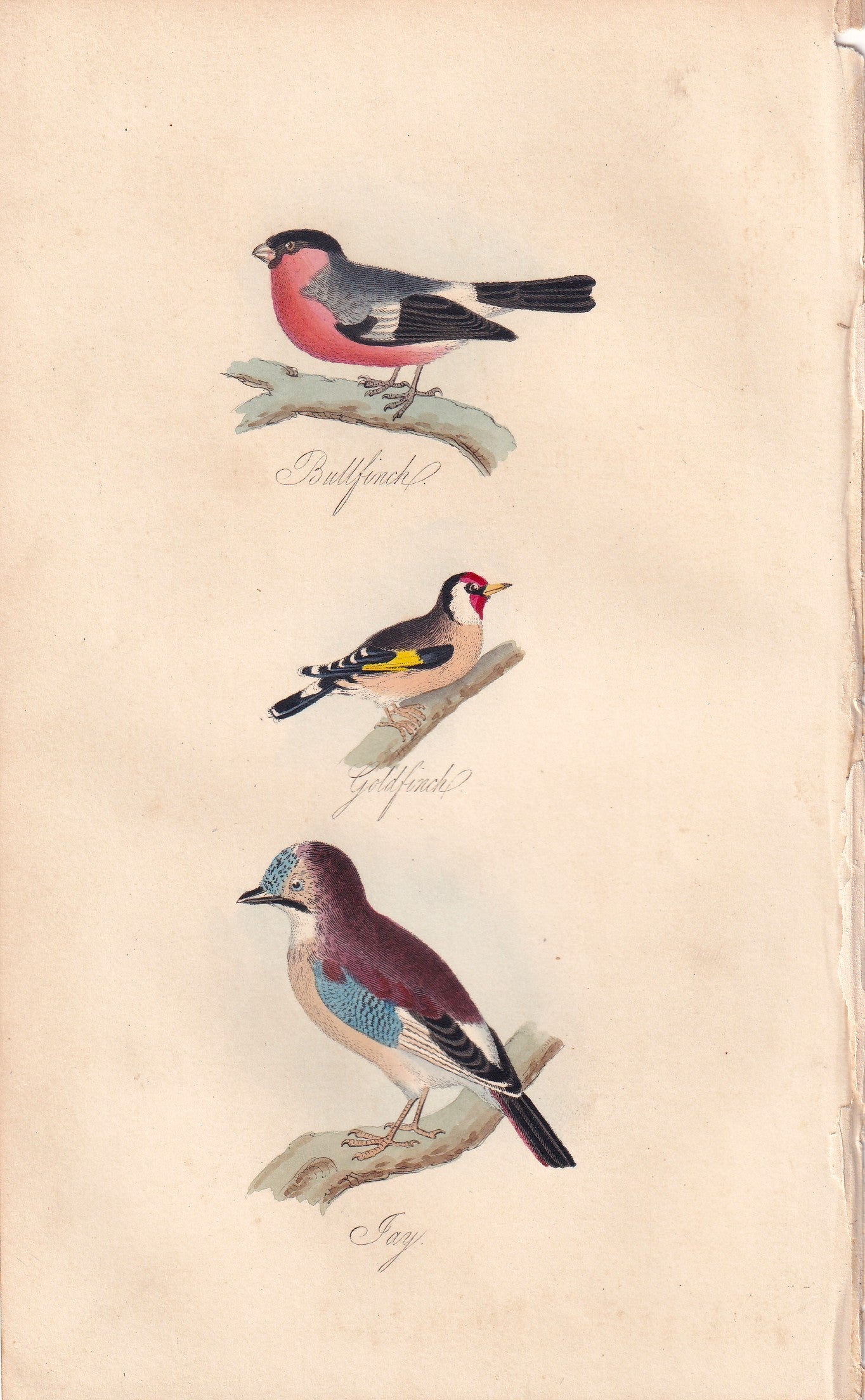Bullfinch, Goldfinch and Jay