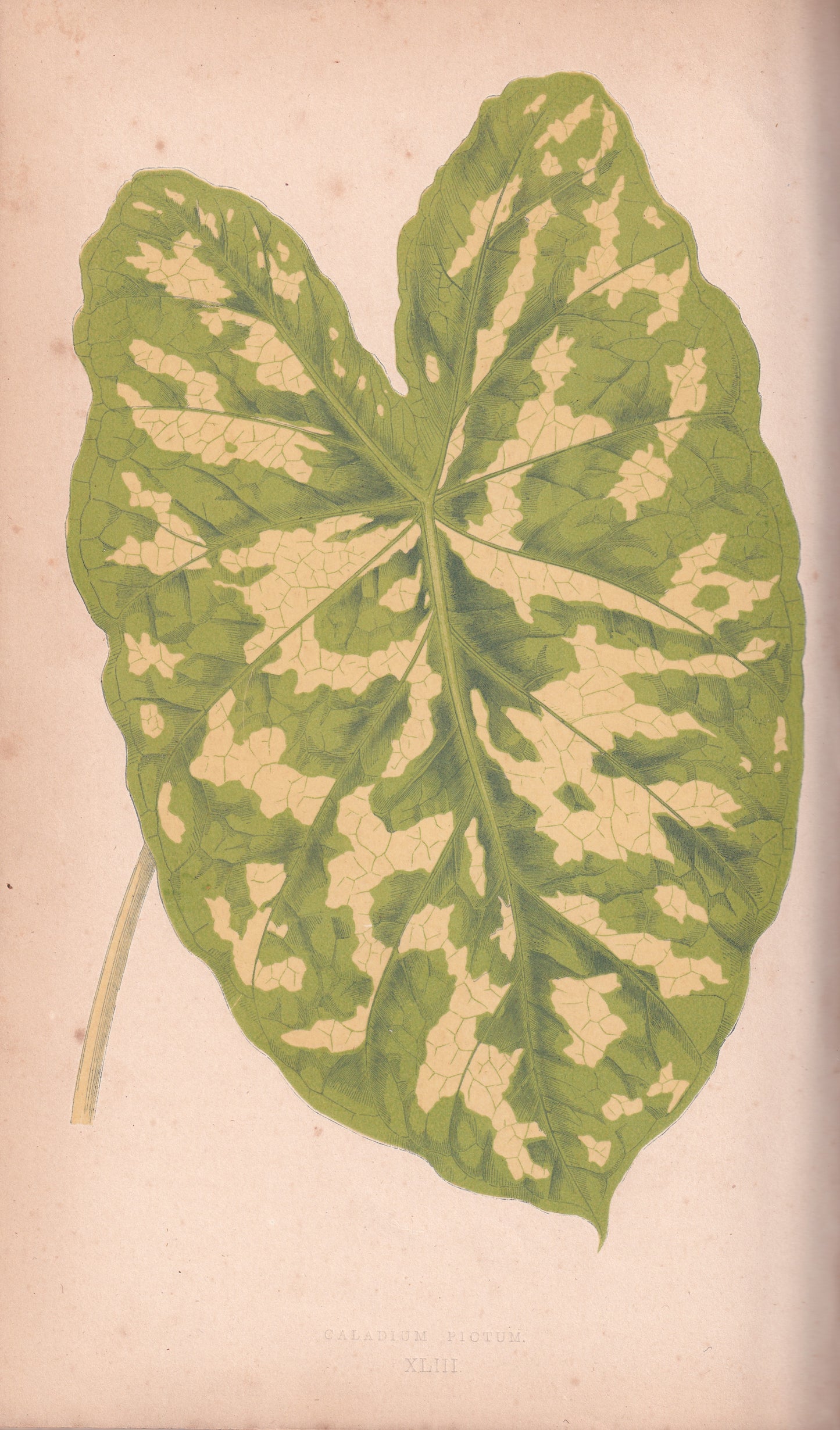 Antique Print, Botanical Print, Botanical Art, Vintage Print, Wall Art, Home Décor, Collectible, Original Print, Engraving, Lithograph, Hand-colored, Victorian, Hand-coloured, 19th Century