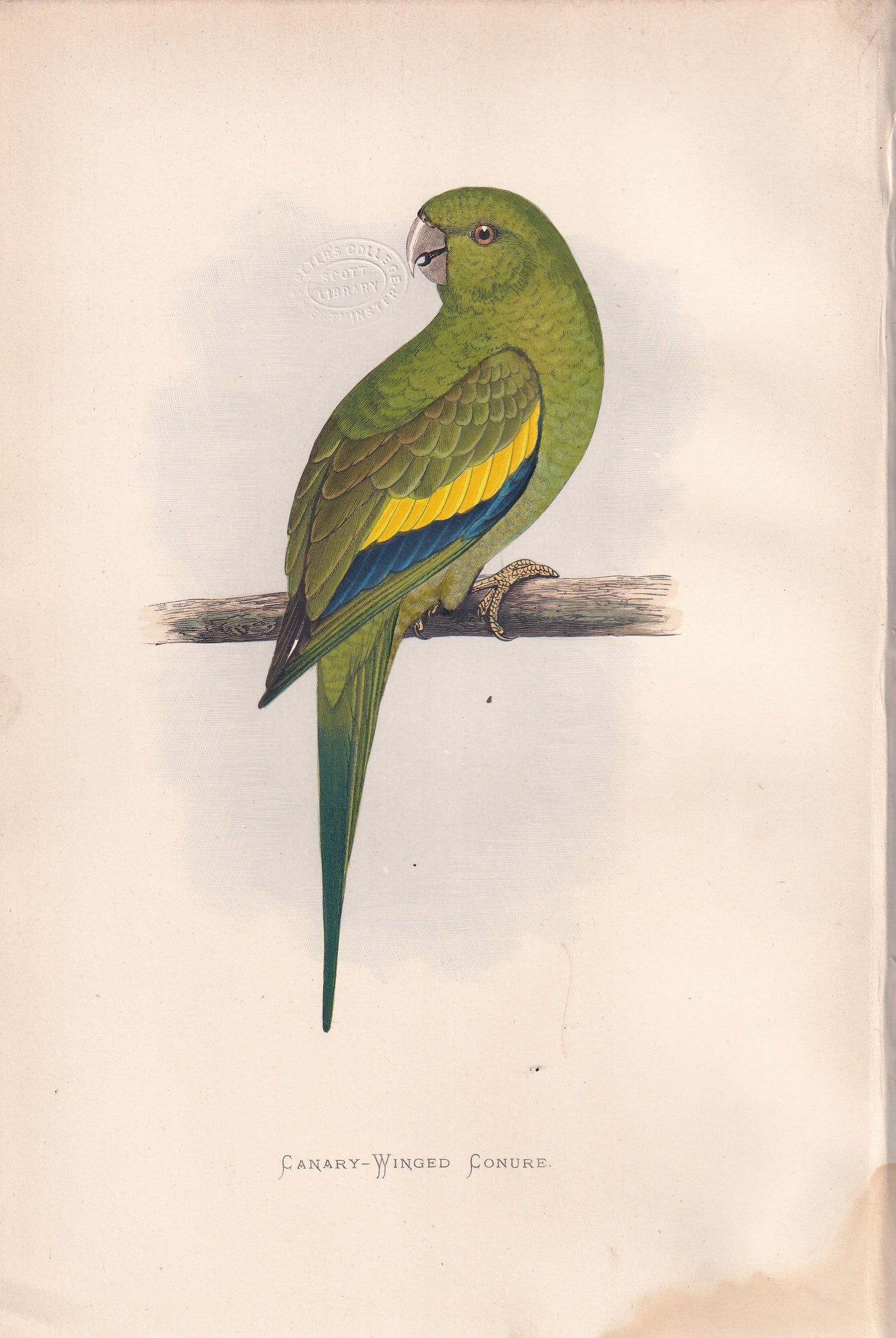 Canary Winged Conure