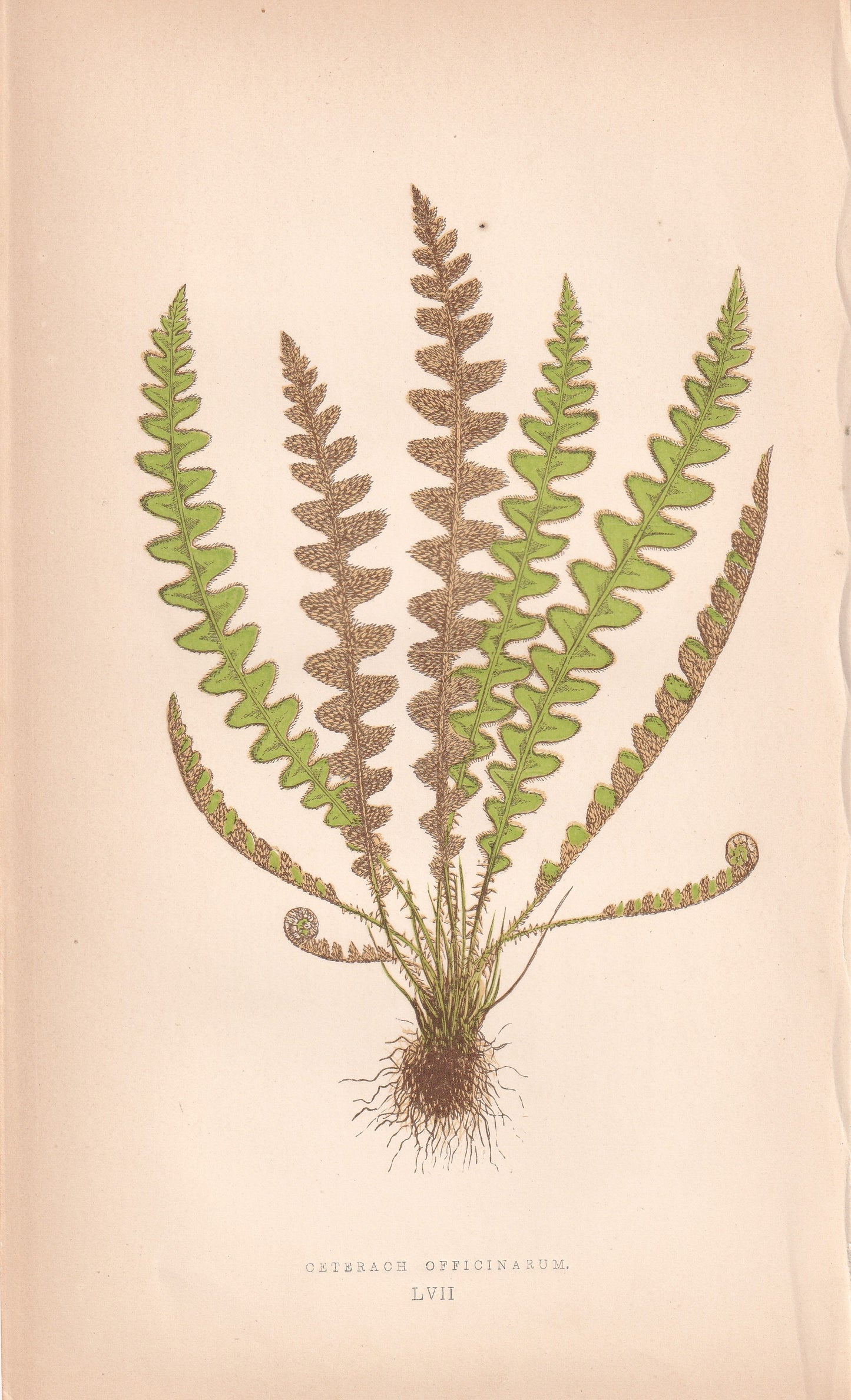 Ceterach Officinarum
