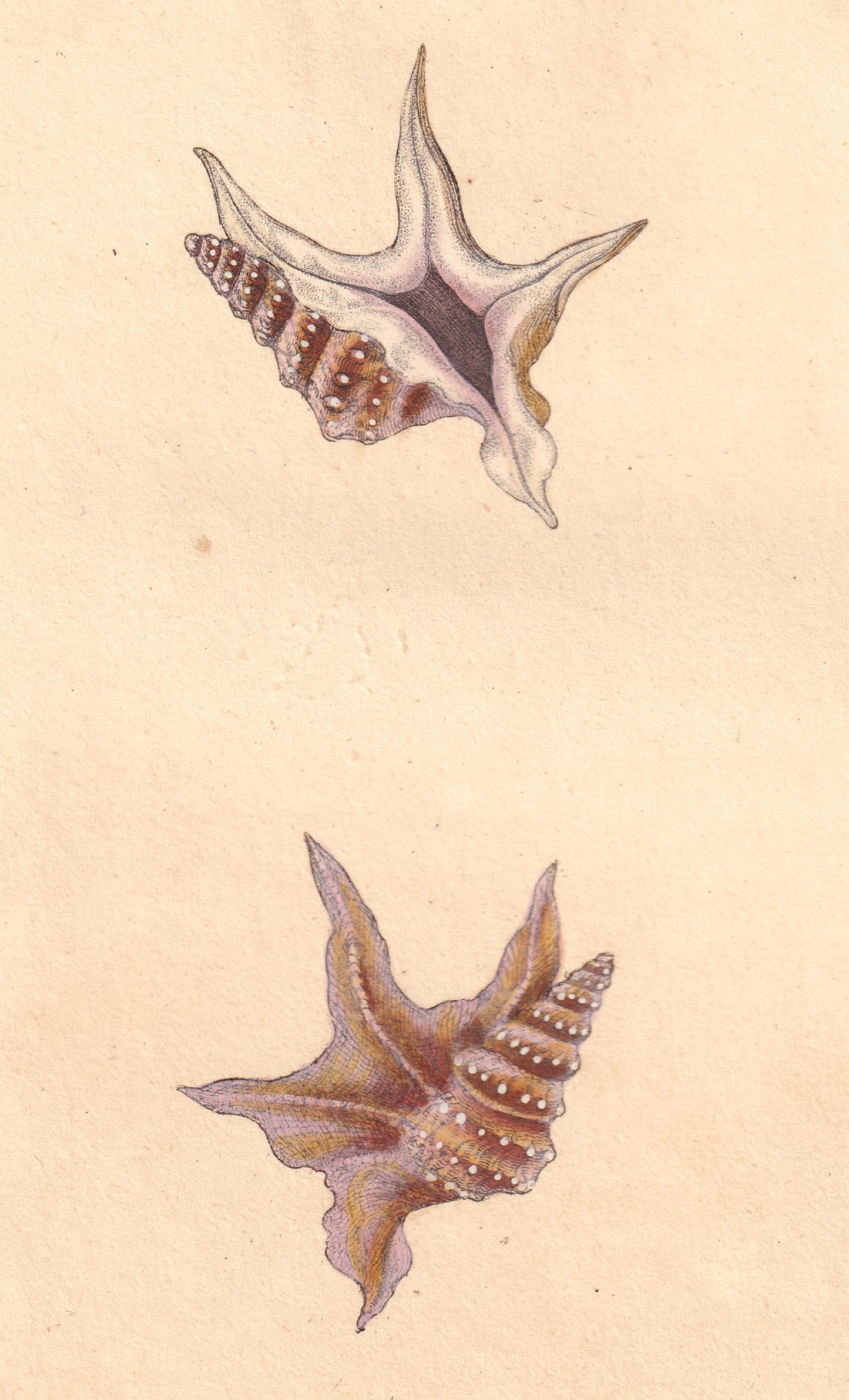 Corvorant's Foot