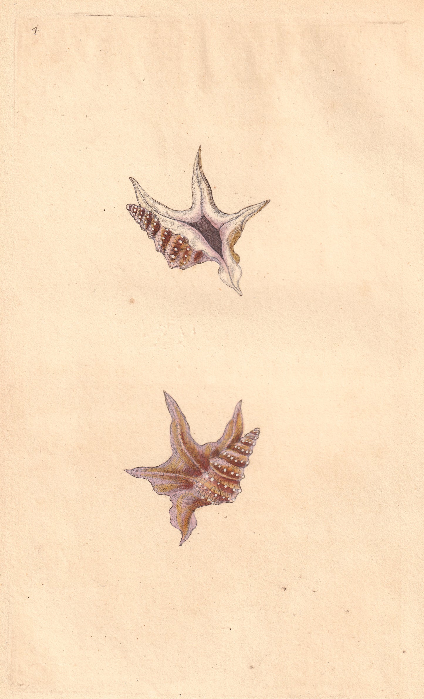 Corvorant's Foot