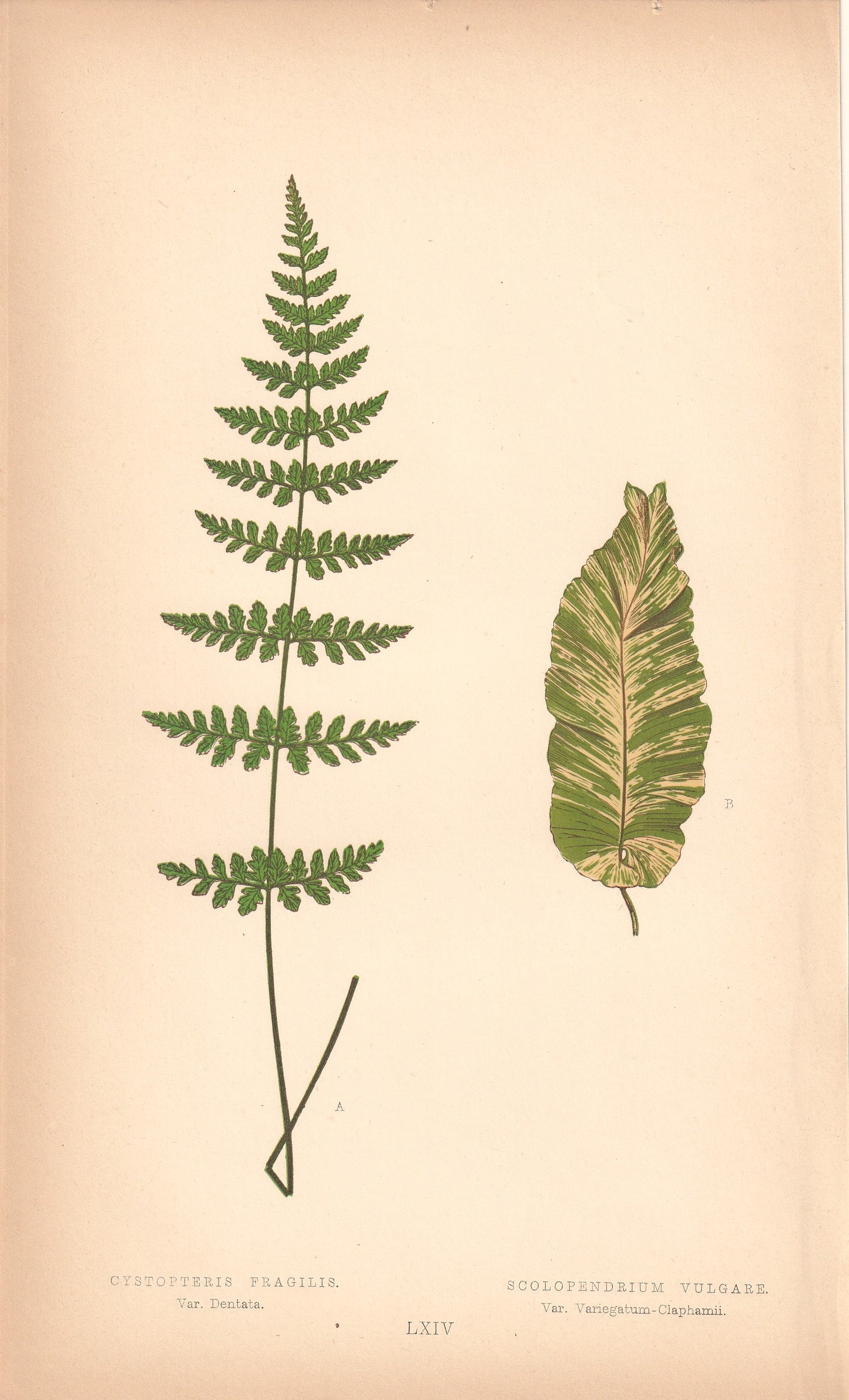 Cystopteris Fragilis. Var. Dentata