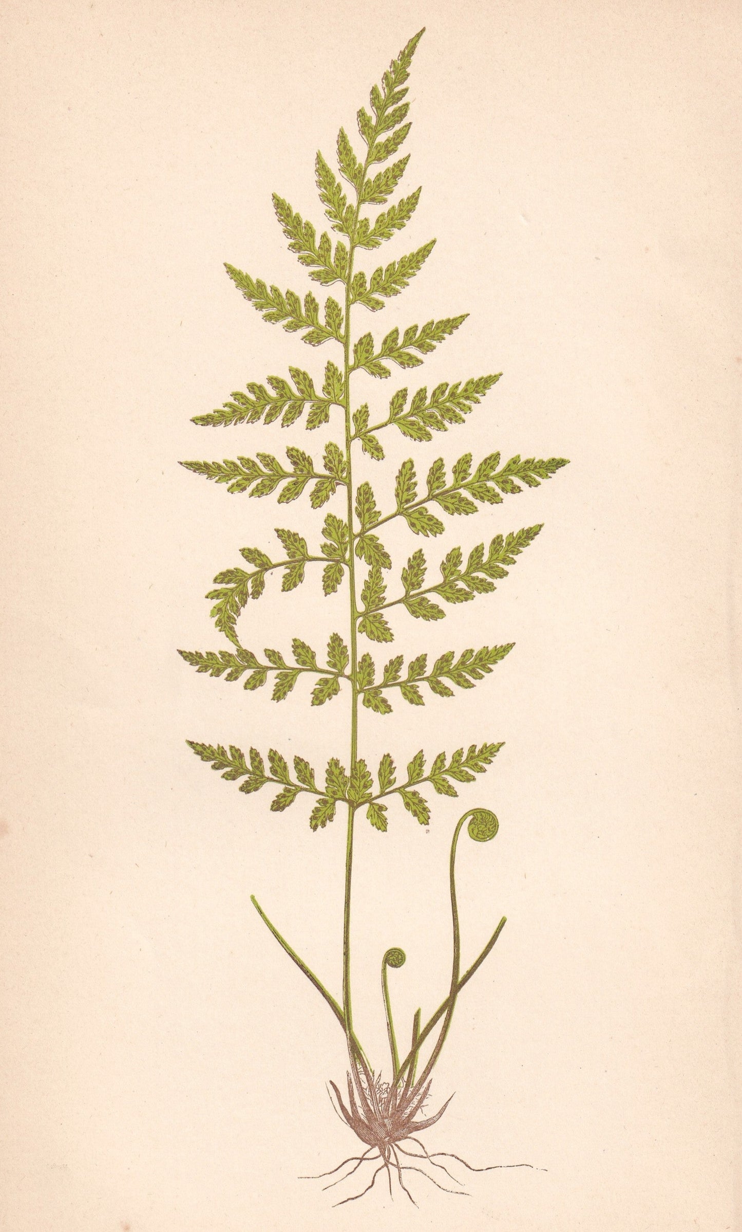 Cystopteris Fragilis