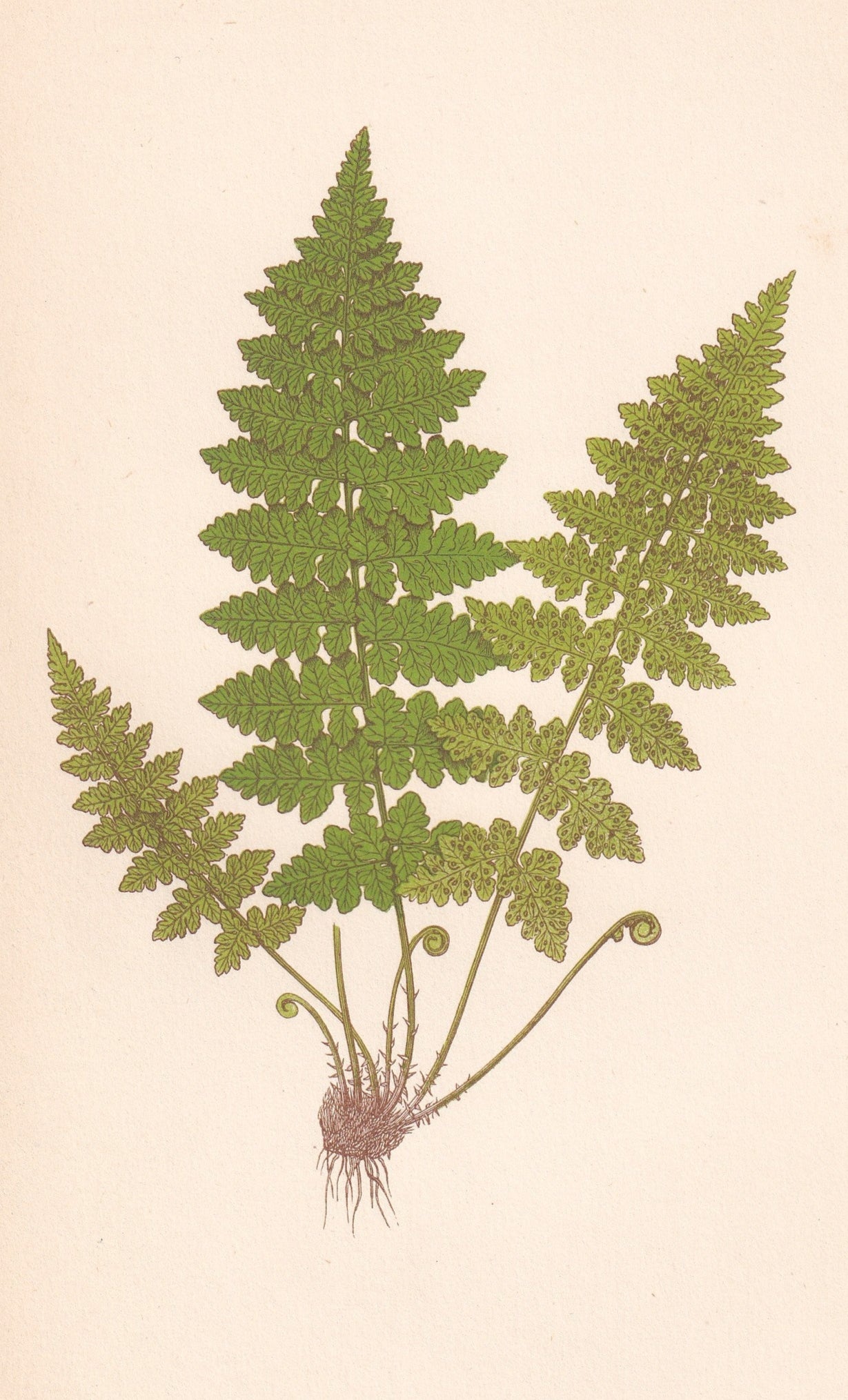 antique botanical prints
vintage botanical prints
botanical prints antique
antique flower prints
vintage flower prints
antique botanical art
vintage botanical art
antique plant prints
vintage plant prints