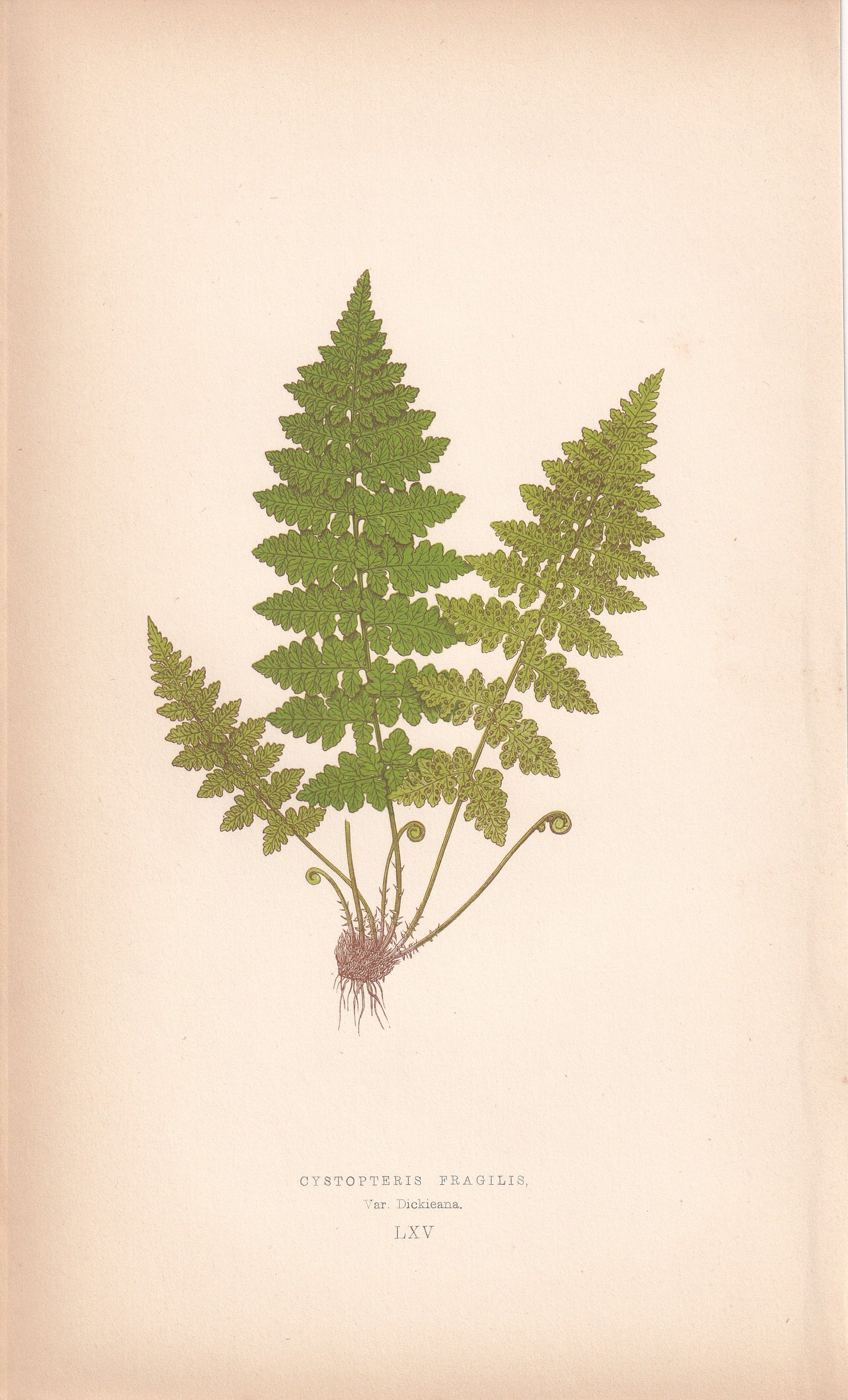 Cystopteris Fragilis, Var. Dickieana
