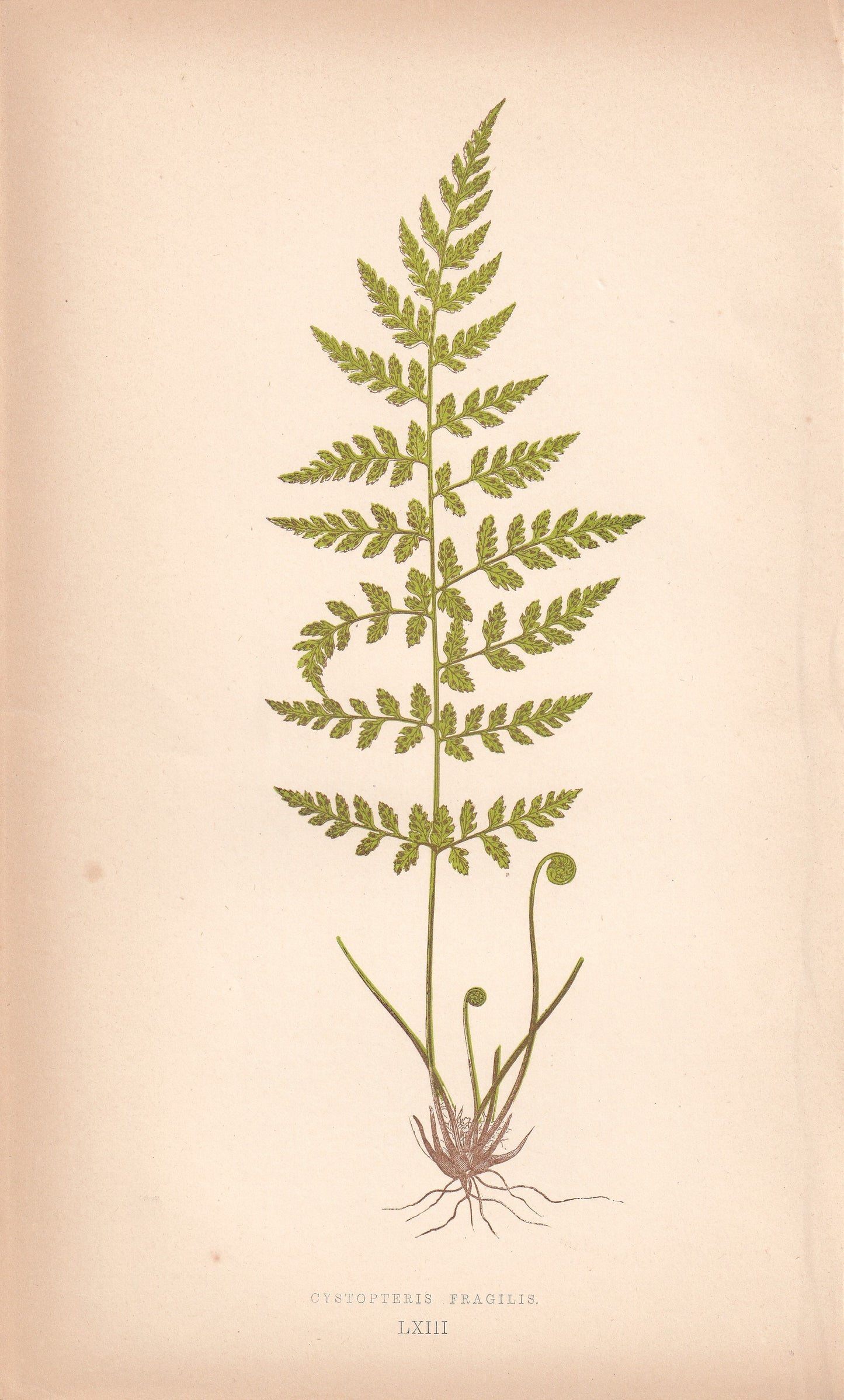 Cystopteris Fragilis