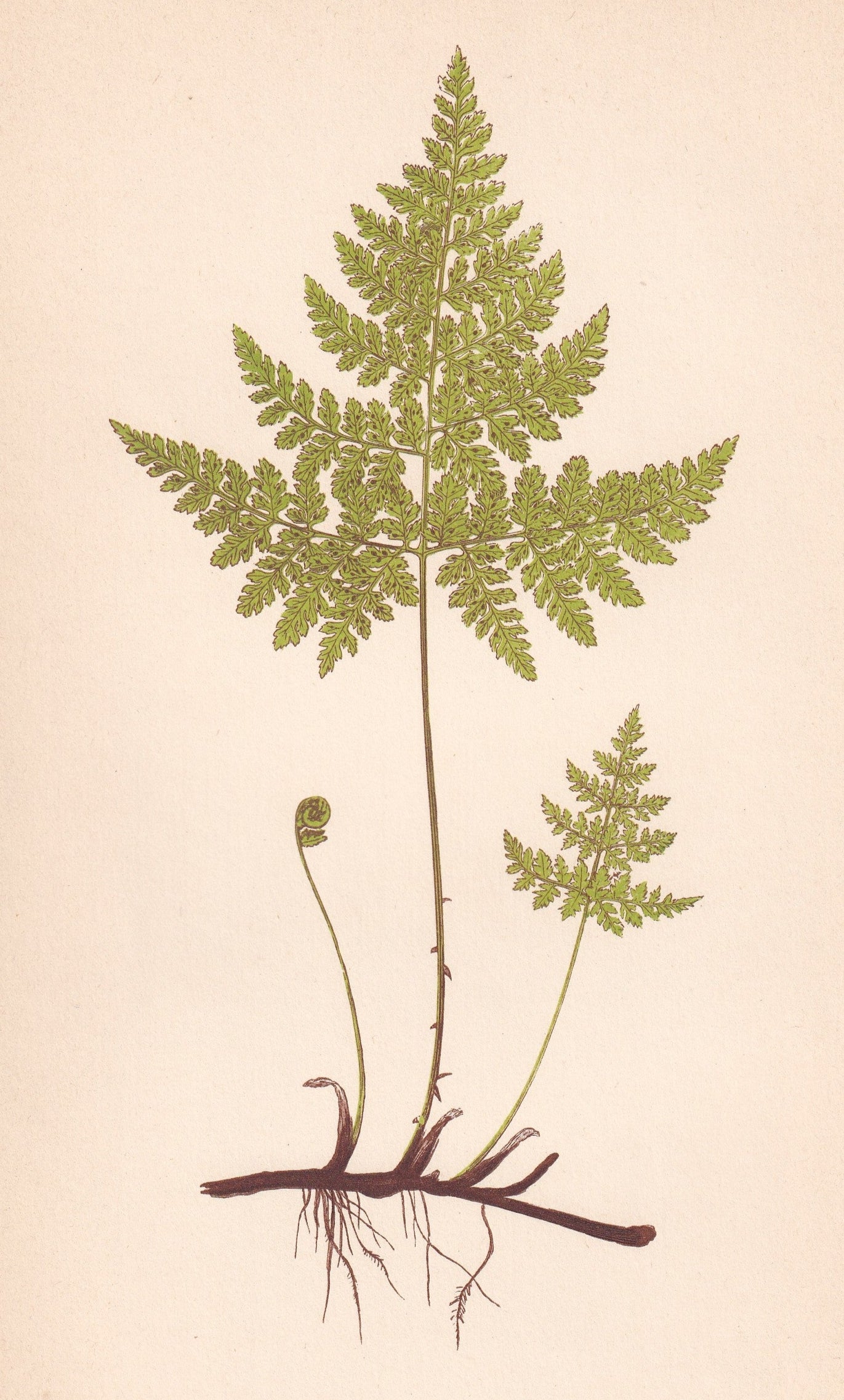 antique botanical prints
vintage botanical prints
botanical prints antique
antique flower prints
vintage flower prints
antique botanical art
vintage botanical art
antique plant prints
vintage plant prints