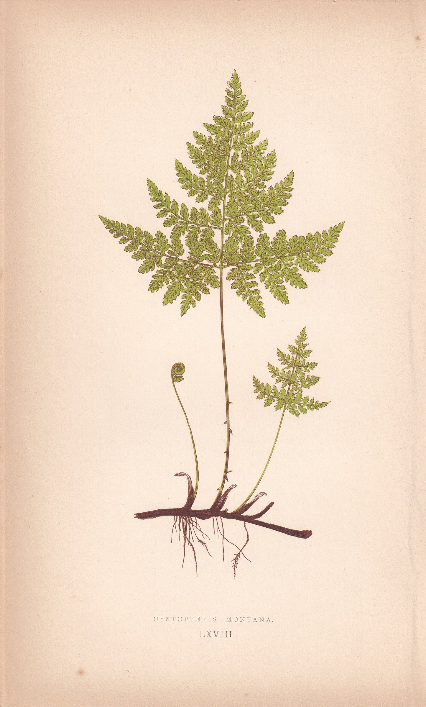 Cystopteris Montana