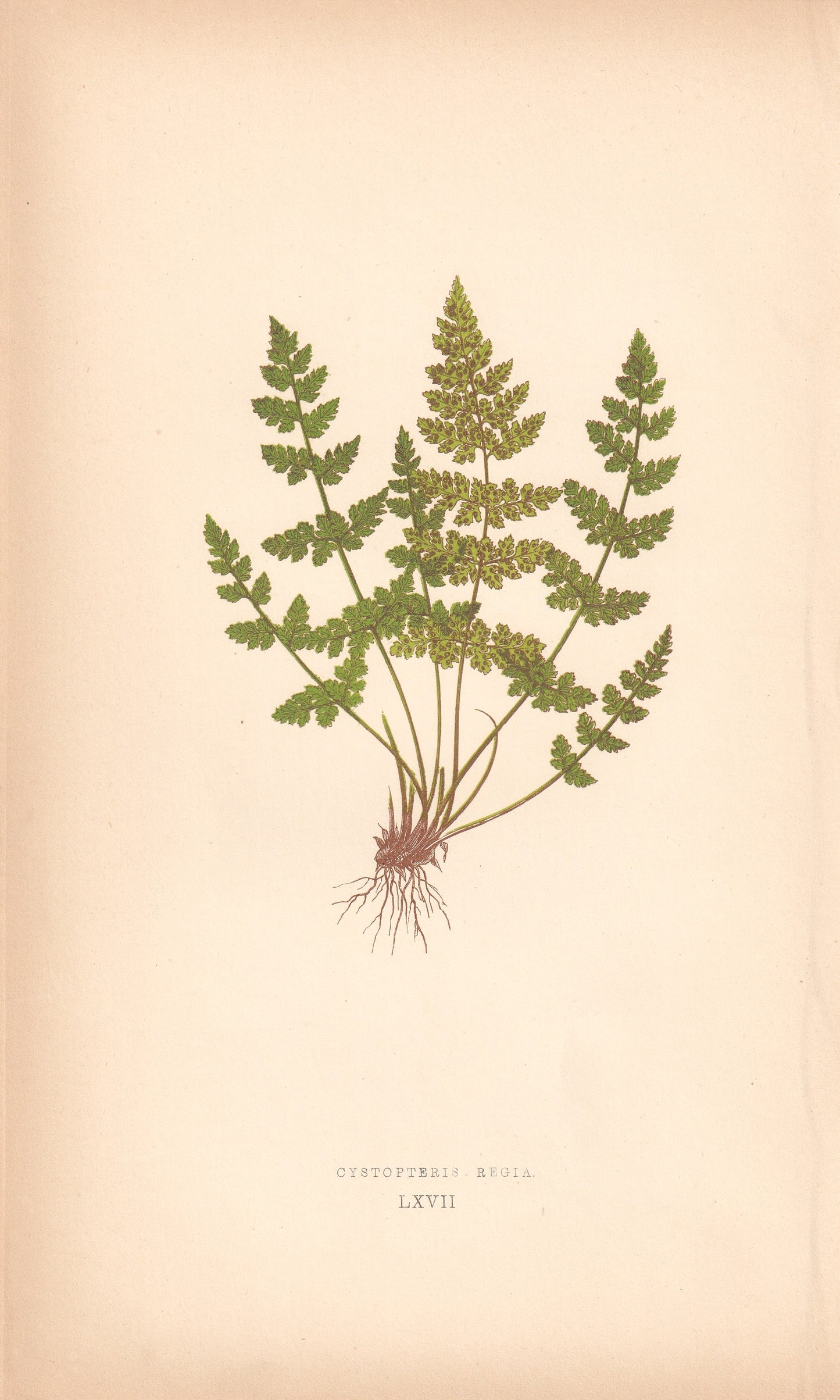 Cystopteris Regia