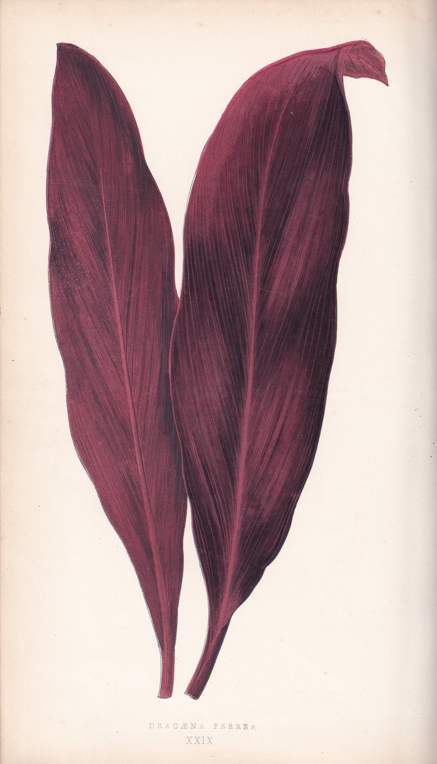 Antique Print, Botanical Print, Botanical Art, Vintage Print, Wall Art, Home Décor, Collectible, Original Print, Engraving, Lithograph, Hand-colored, Victorian, Hand-coloured, 19th Century