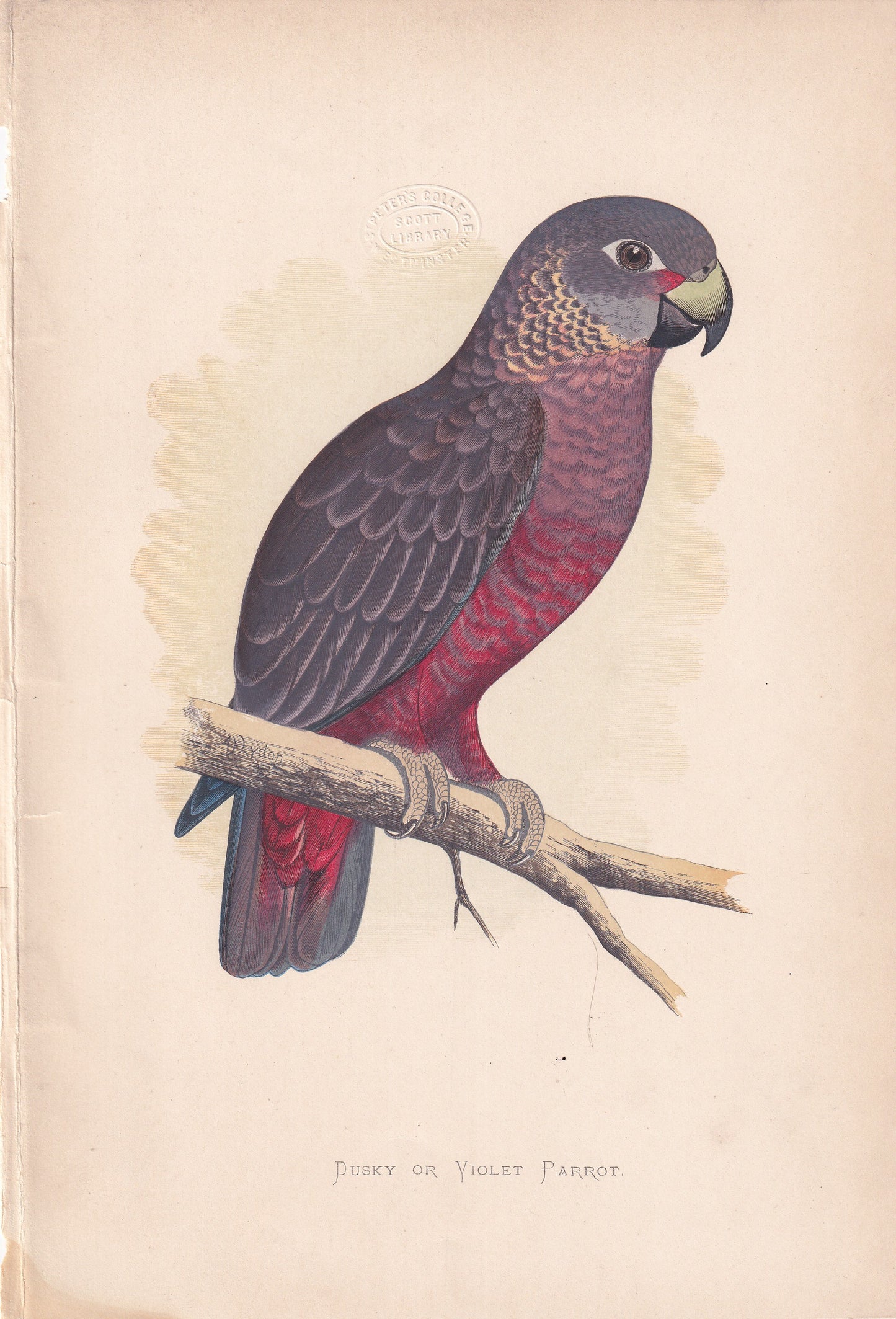 Dusky or Violet Parrot