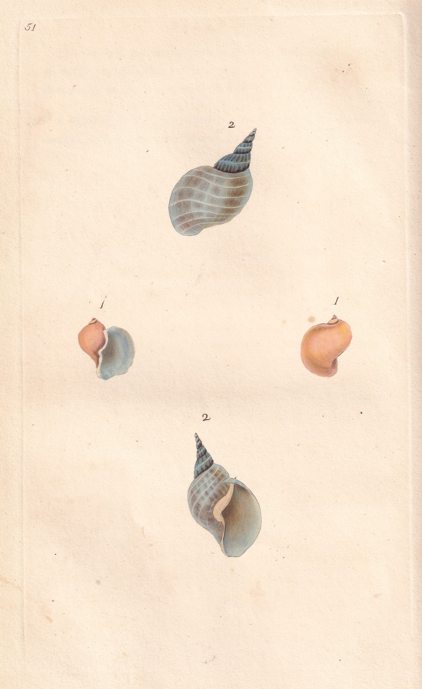 Ear, Or Wide Mouth River Snail