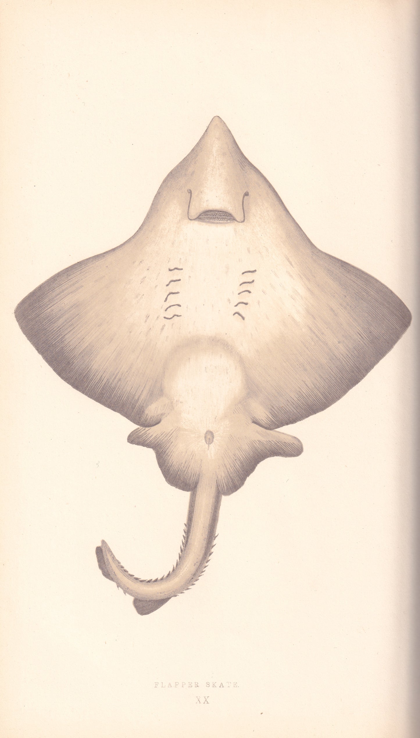 Hand coloured fish prints, Antique fish prints, Vintage fish prints, Original fish prints, Hand-colored ichthyology prints, Fish art prints, Fish lithographs, Fish engravings