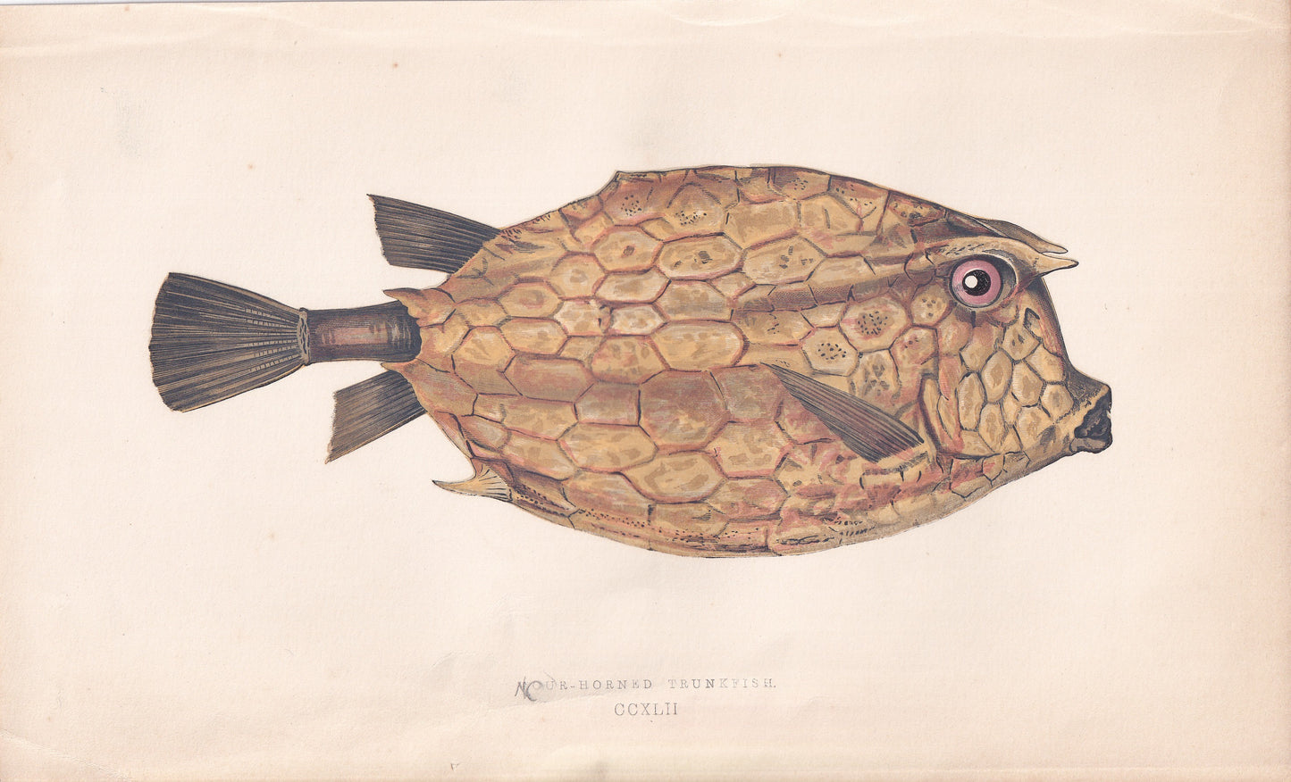 Four-Horned Trunkfish