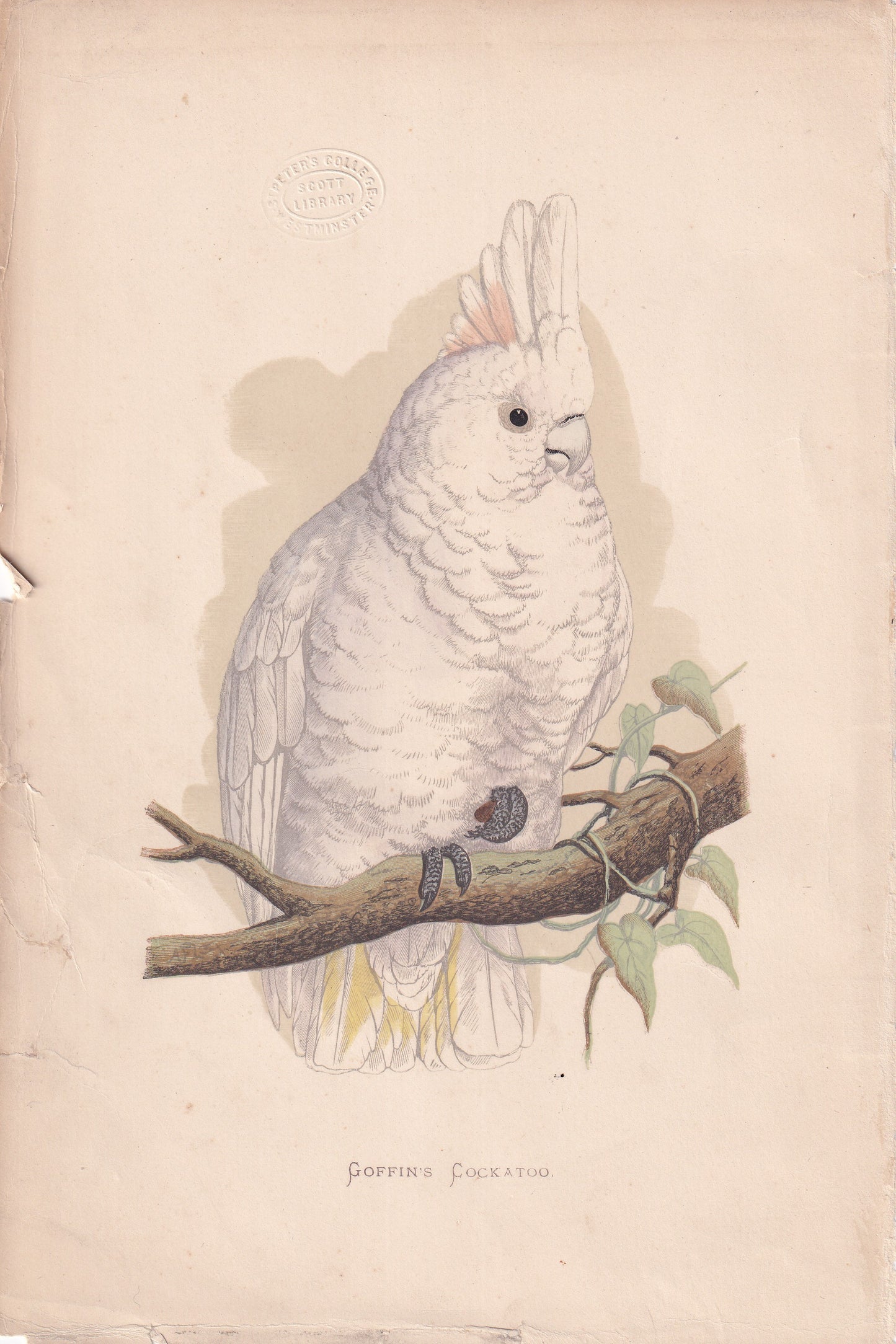 Goffin's Cockatoo