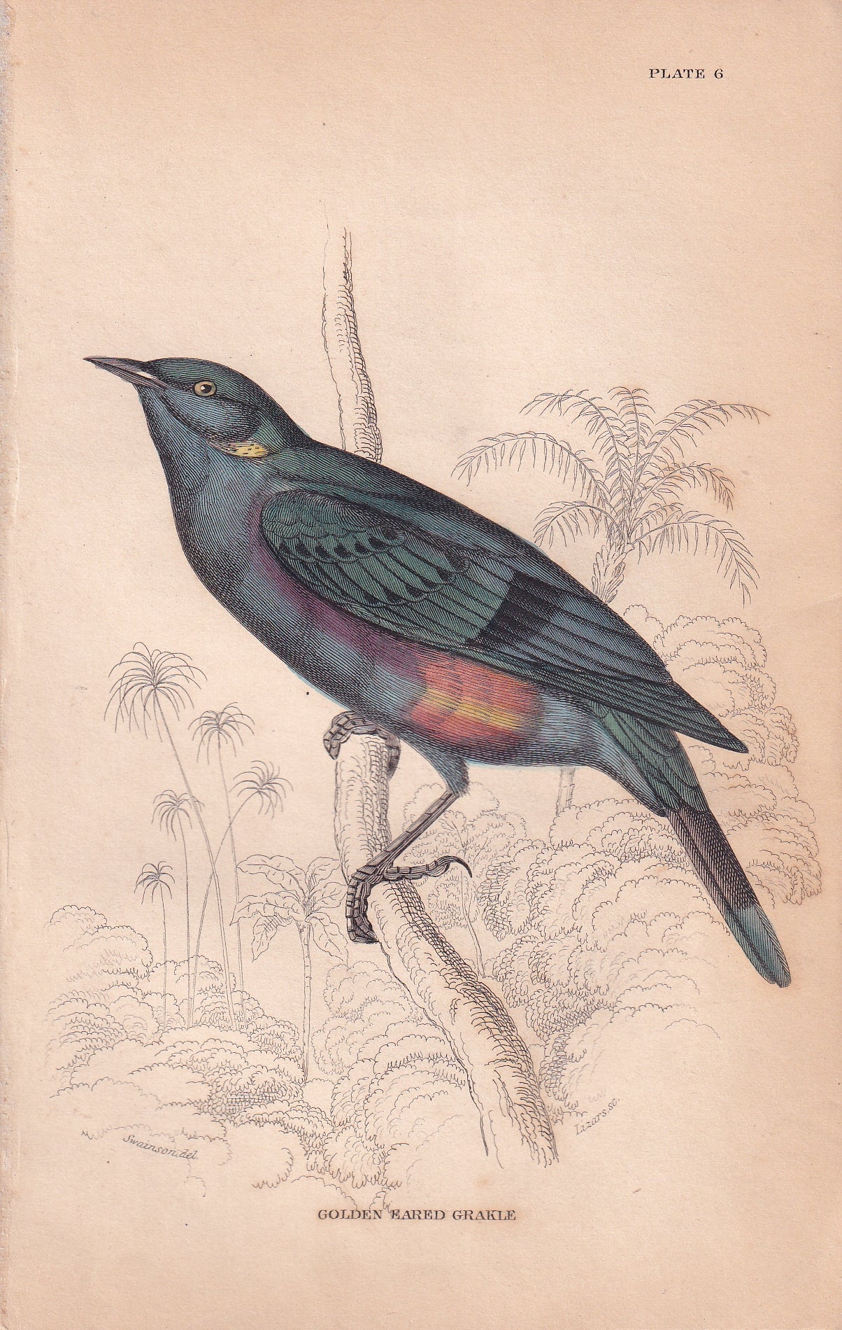 Golden Eared Grakle