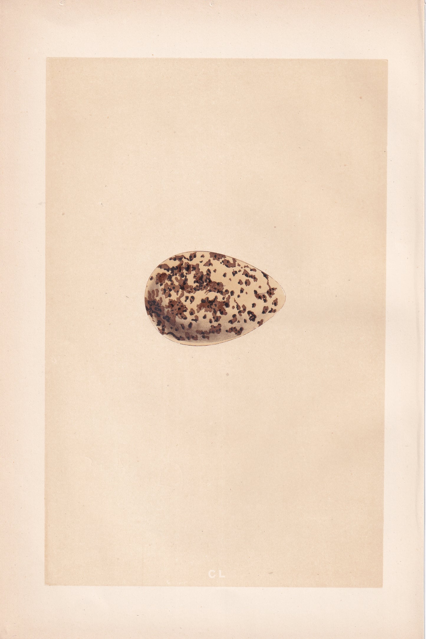 Golden Plover