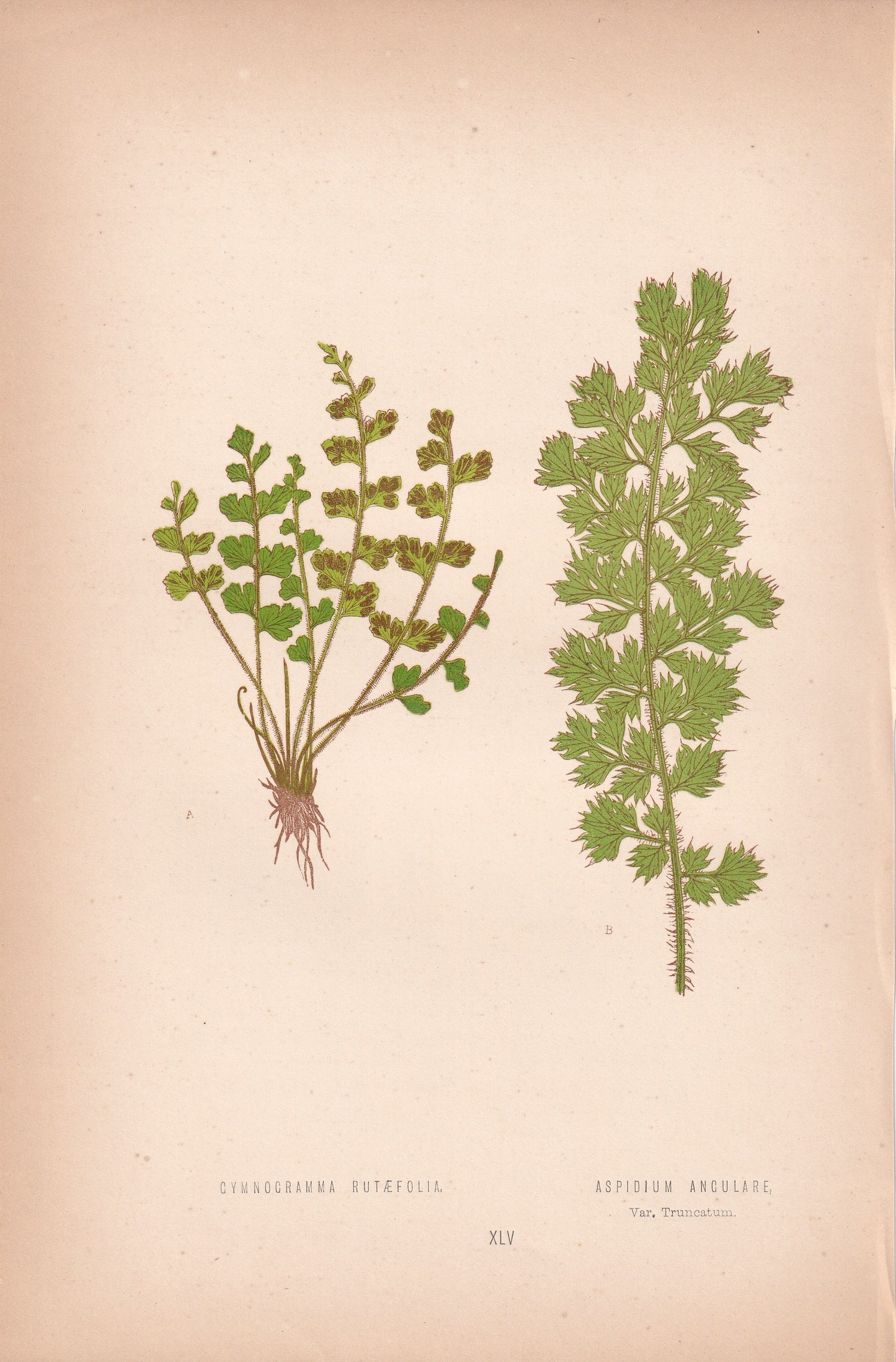 Gymnogramma Rutaefolia.