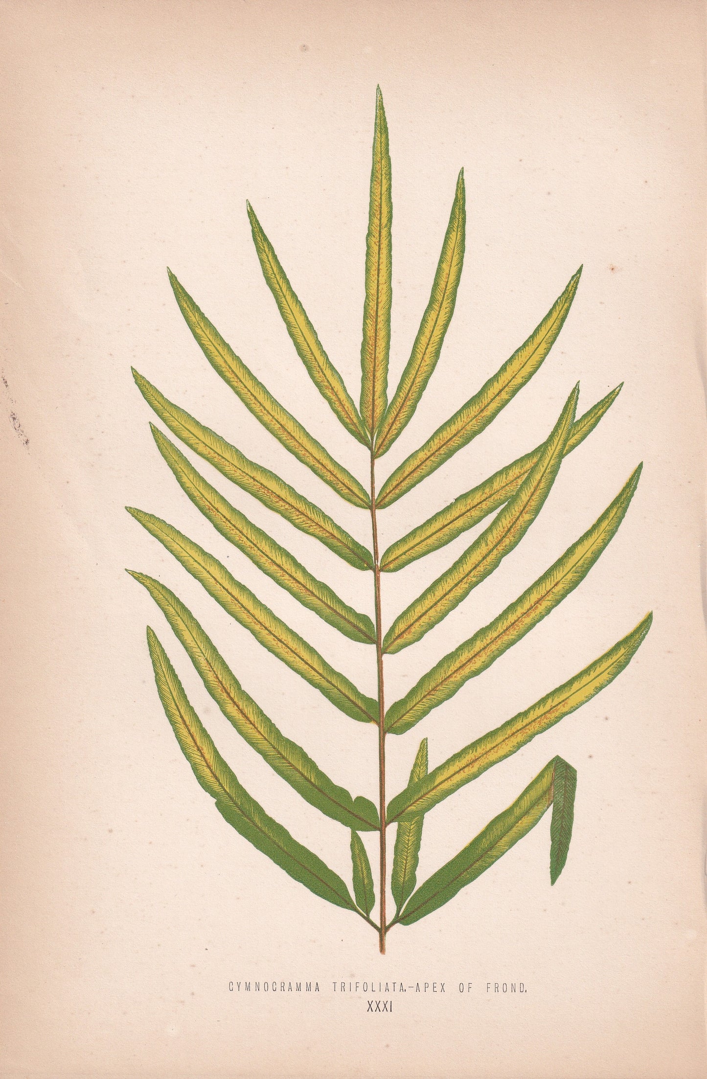 Gymnogramma Trifoliatata-Apex Of Frond