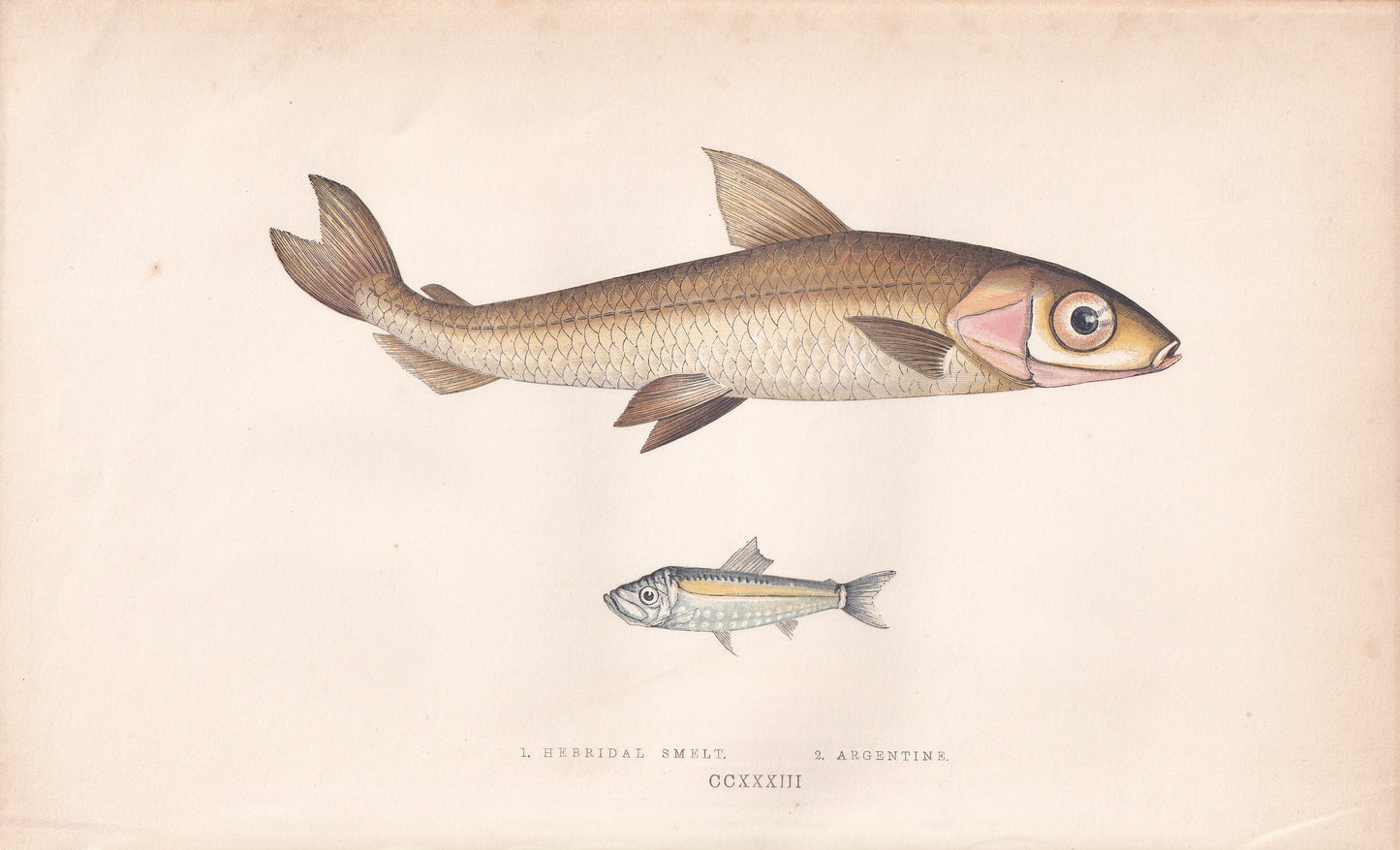 Hebridal Smelt & Argentine