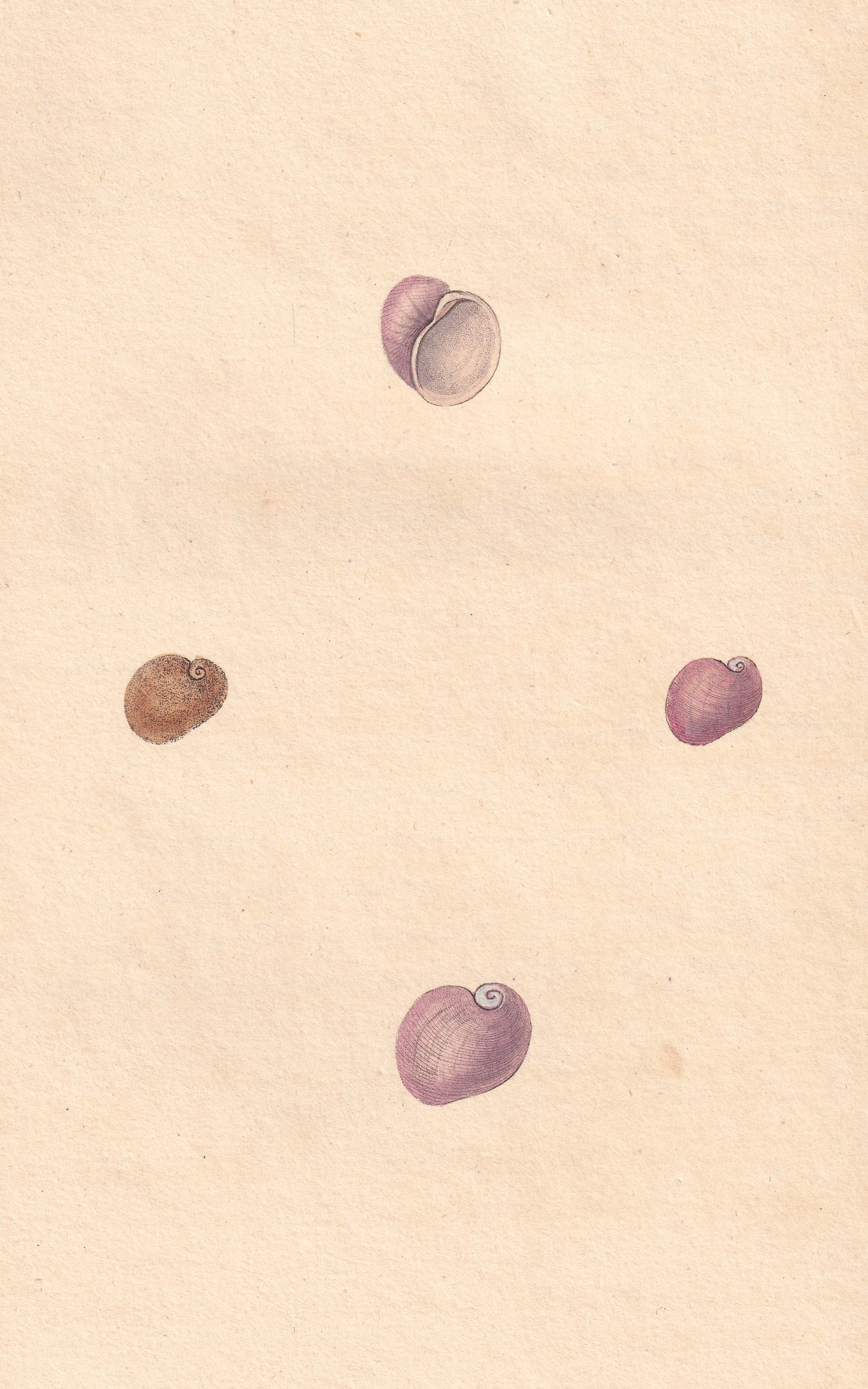 Helix Laevigata