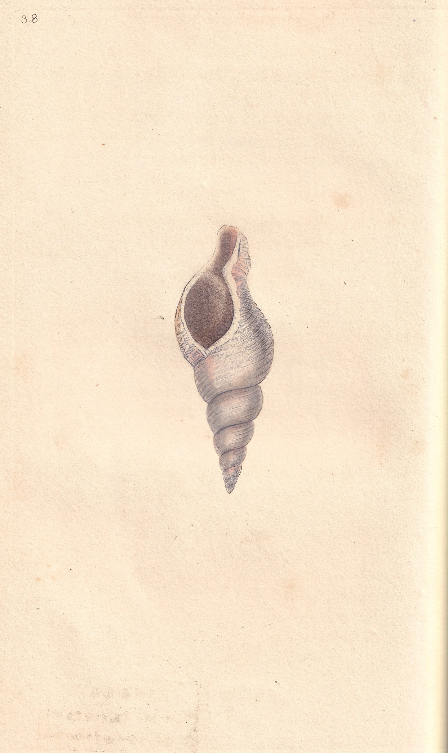 Horny, Or Slender Whelk
