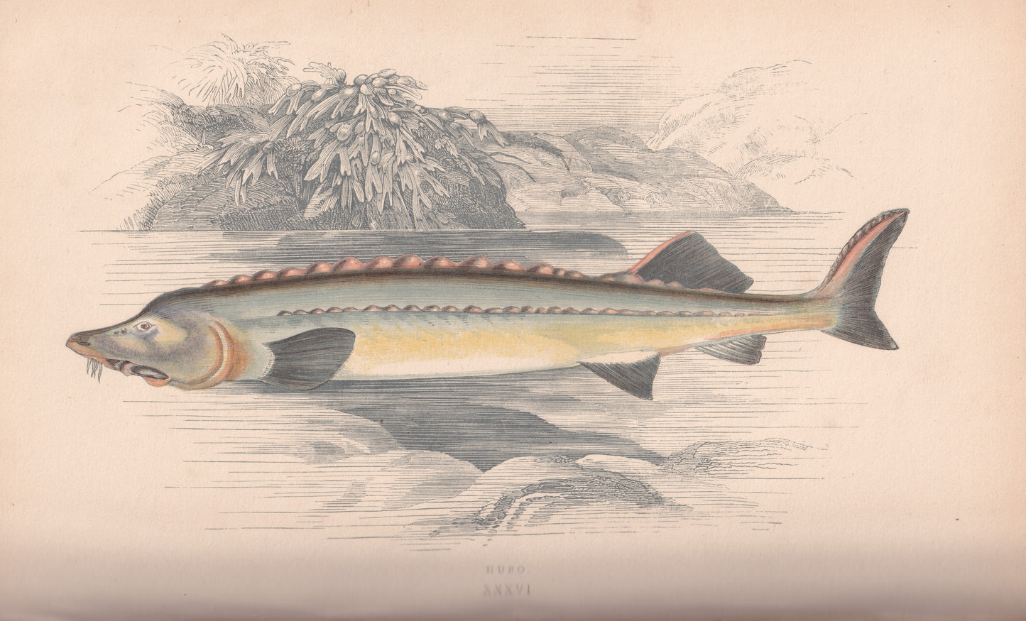Hand coloured fish prints, Antique fish prints, Vintage fish prints, Original fish prints, Hand-colored ichthyology prints, Fish art prints, Fish lithographs, Fish engravings